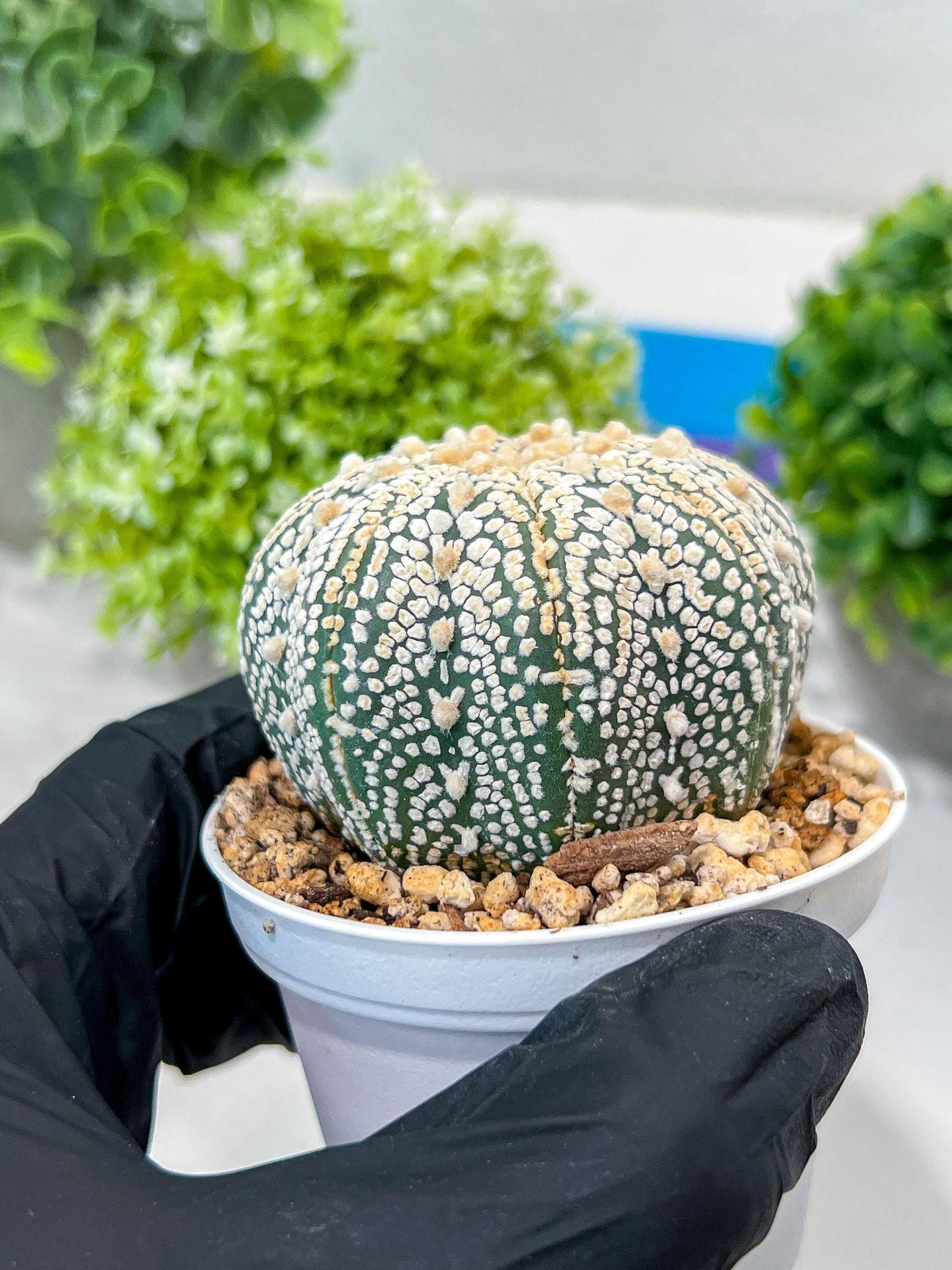 Custom Order- You'll receive the exact live plant (#T1P6) | NEVADA Plant Seller | 3" Pot