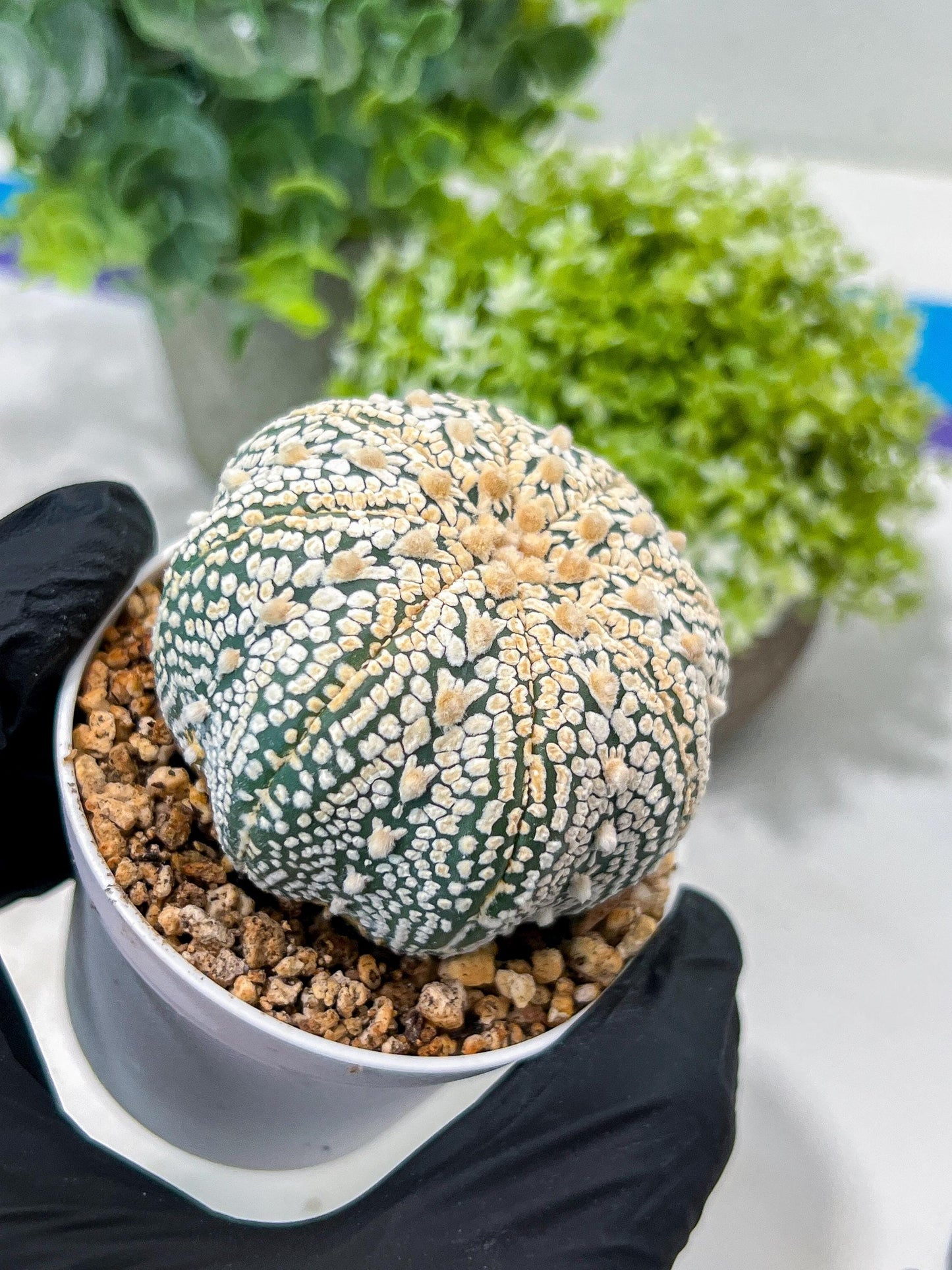 Custom Order- You'll receive the exact live plant (#T1P6) | NEVADA Plant Seller | 3" Pot