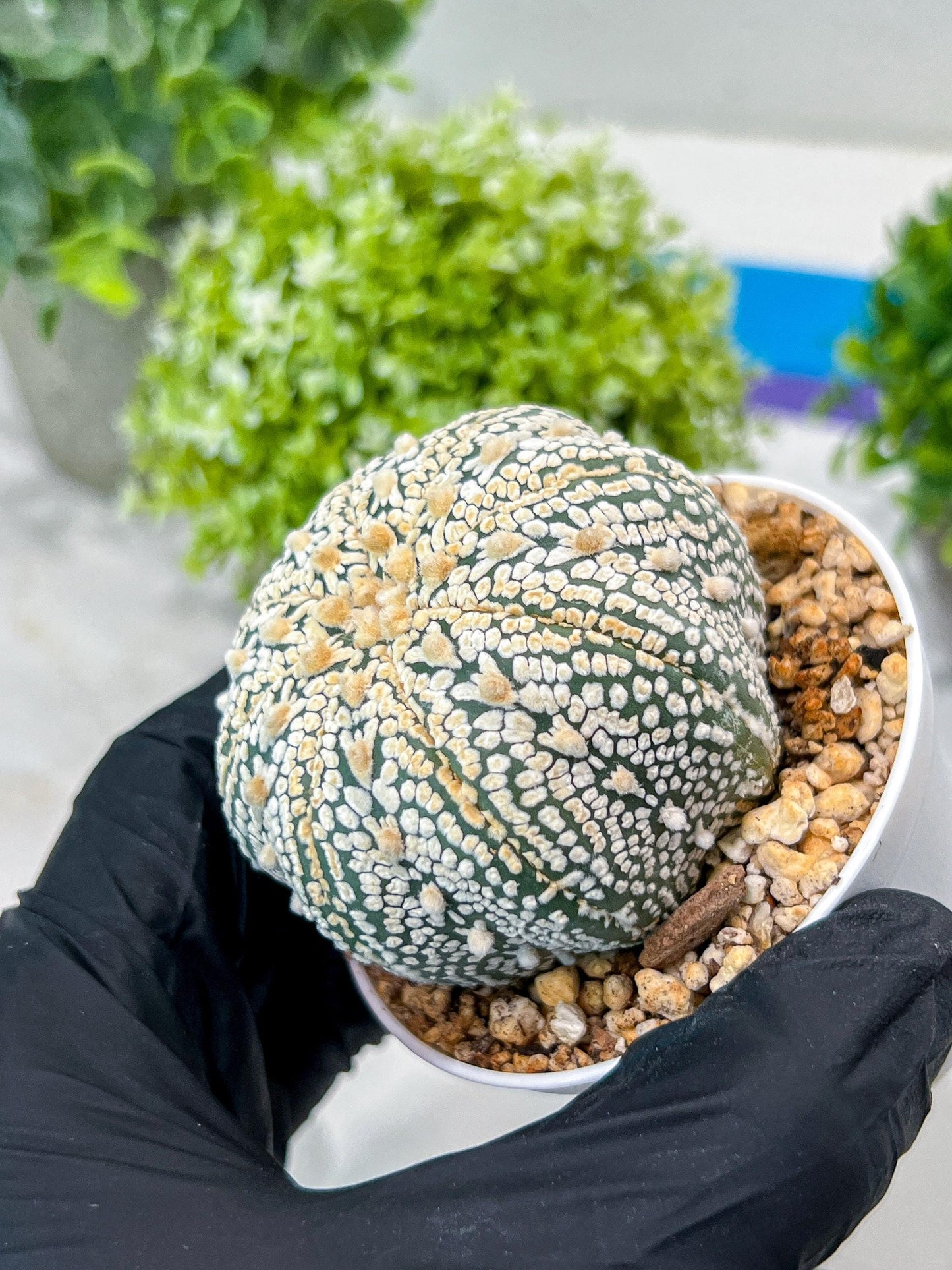 Custom Order- You'll receive the exact live plant (#T1P6) | NEVADA Plant Seller | 3" Pot