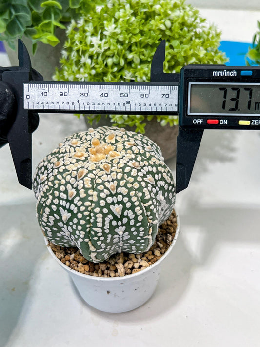 Custom Order- You'll receive the exact live plant (#T1P7) | USA Plant Seller | 3" Pot