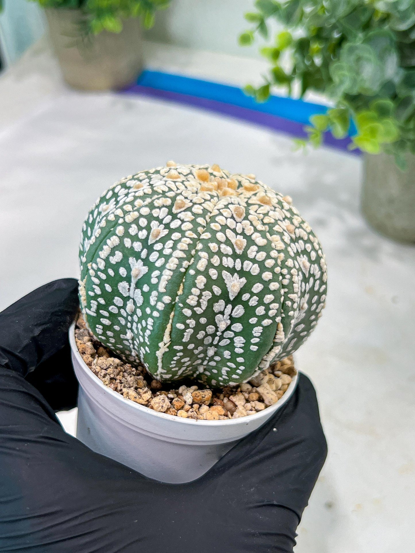 Custom Order- You'll receive the exact live plant (#T1P7) | USA Plant Seller | 3" Pot