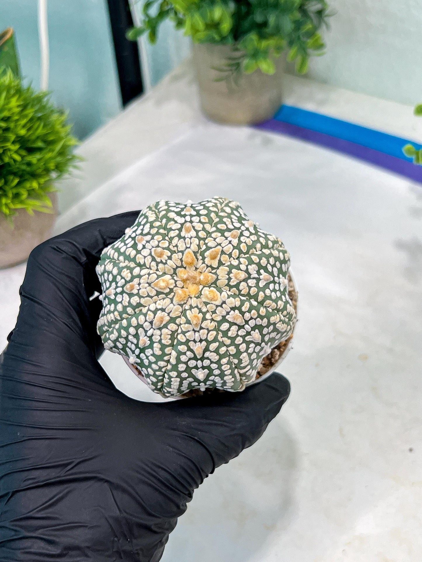 Custom Order- You'll receive the exact live plant (#T1P7) | USA Plant Seller | 3" Pot