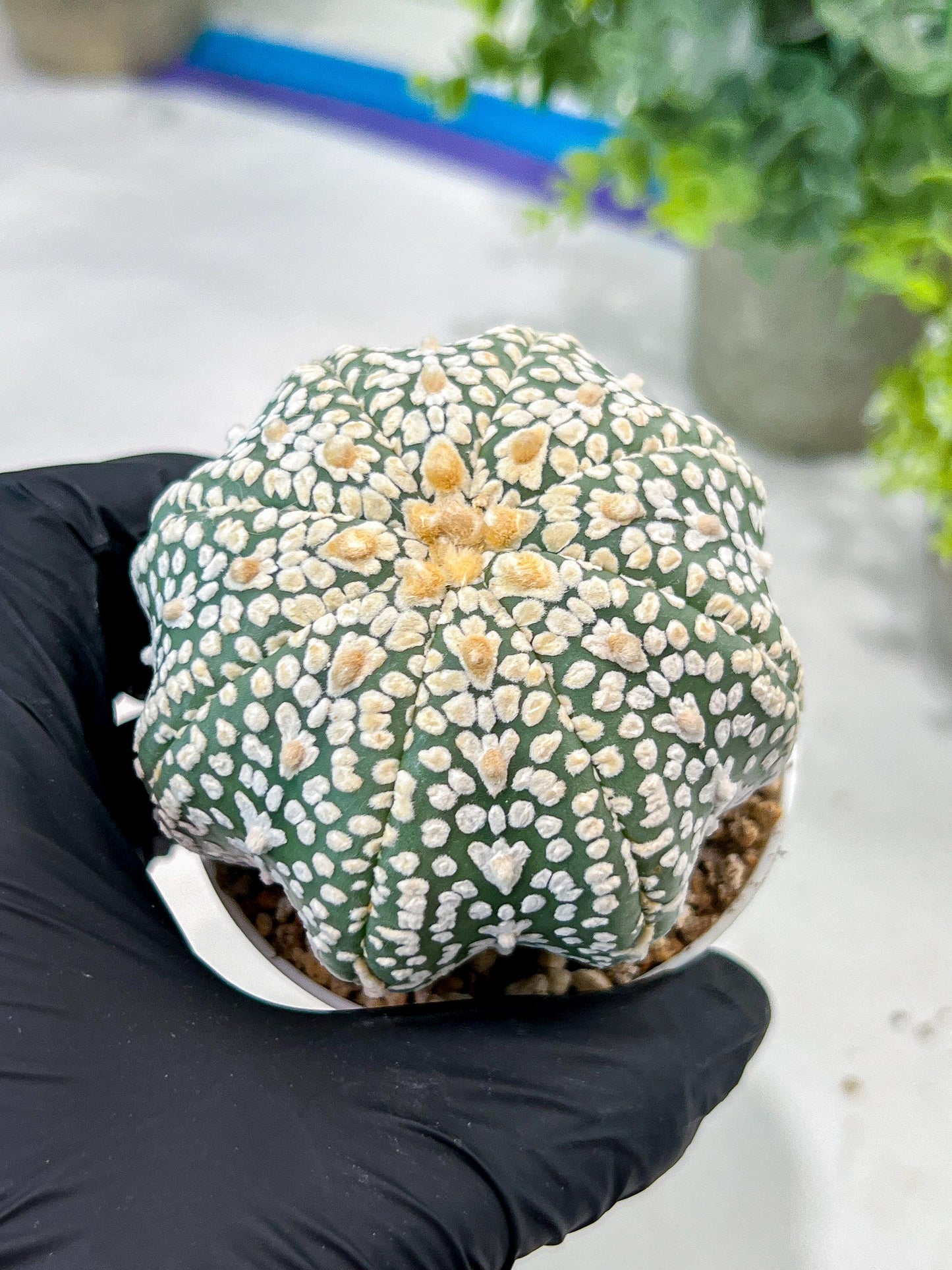 Custom Order- You'll receive the exact live plant (#T1P7) | USA Plant Seller | 3" Pot