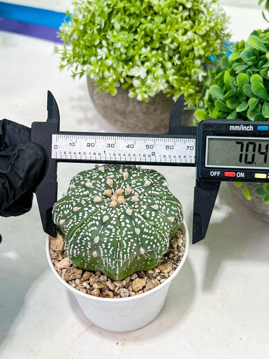 Custom Order- You'll receive the exact live plant (T2) (P1) | Las Vegas Seller | 3" Pot