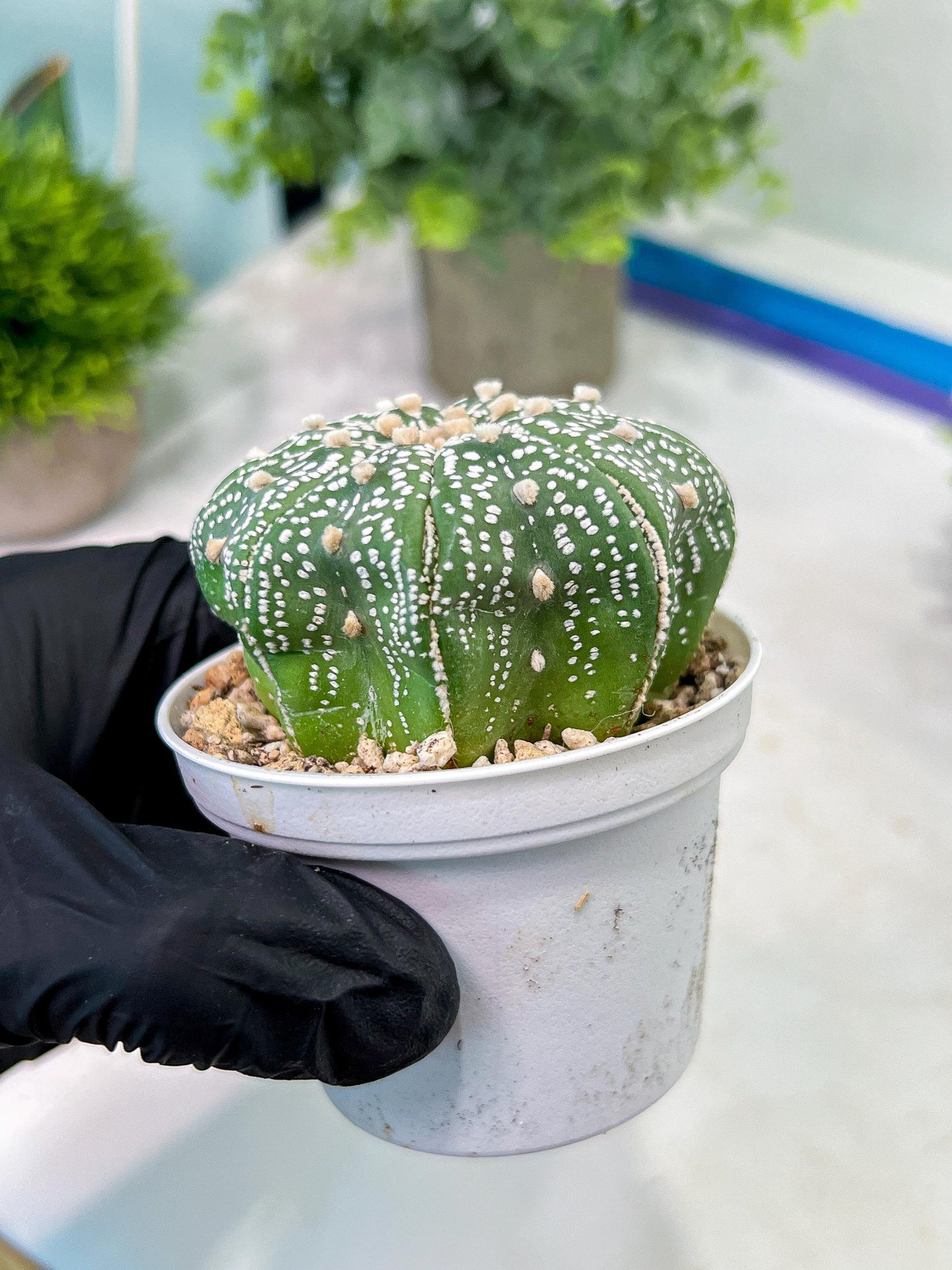 Custom Order- You'll receive the exact live plant (T2) (P1) | Las Vegas Seller | 3" Pot