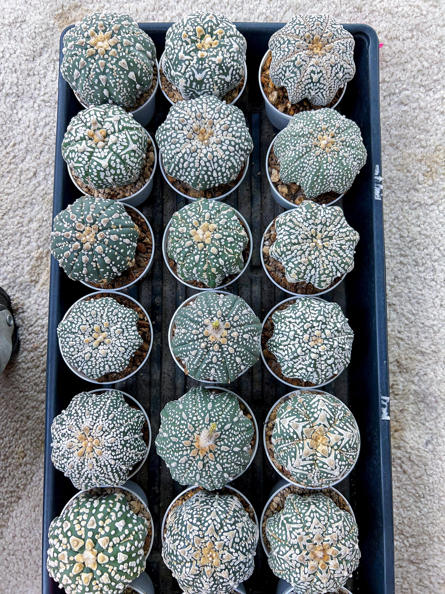 Custom Order- You'll receive the exact live plant (T2) (P6) | NEVADA Plant Shop | 3" Pot
