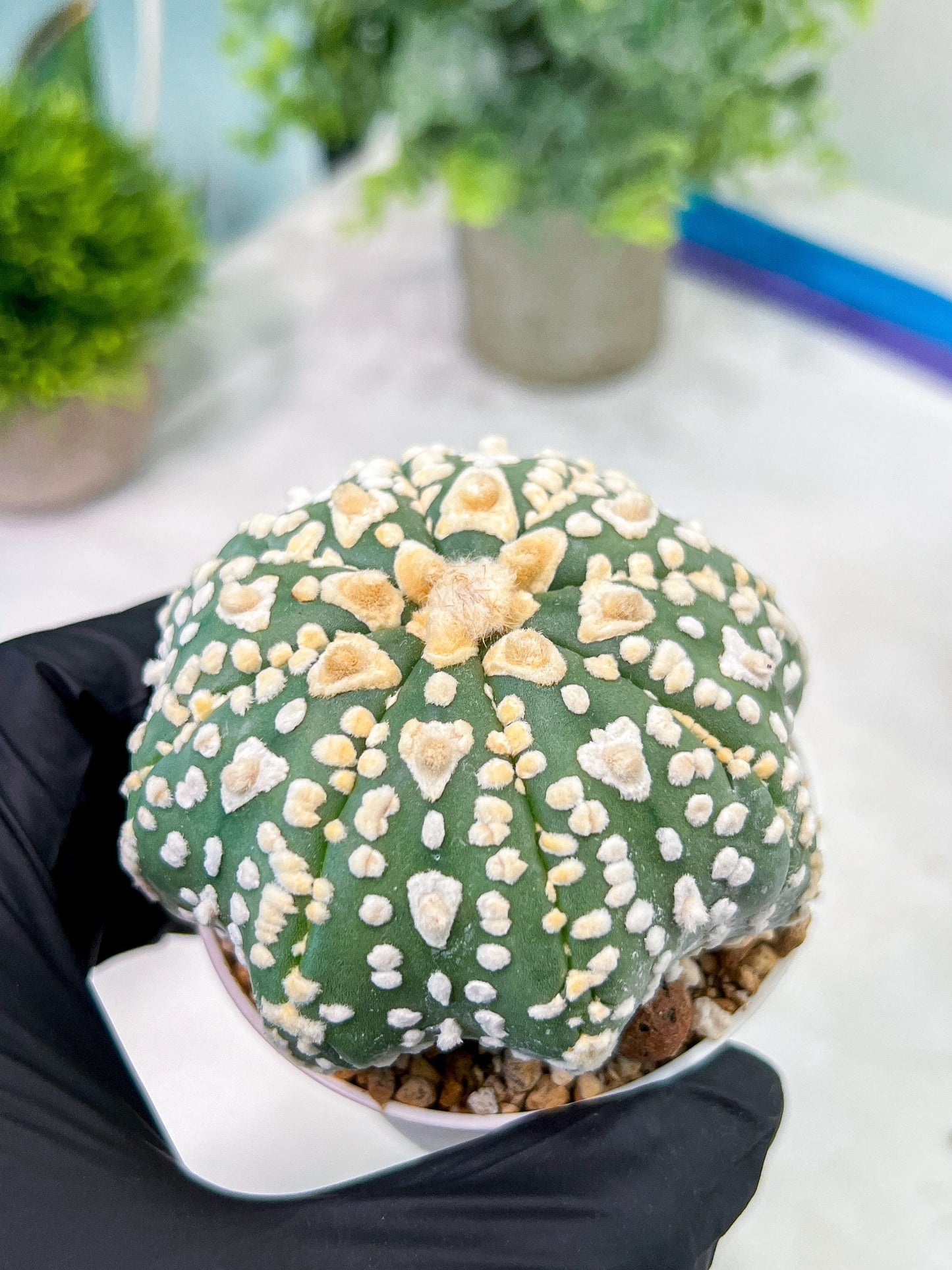 Custom Order- We’ll send you the exact live plant pictured (T2) (P2) | NEVADA Plant Seller | 3" Pot