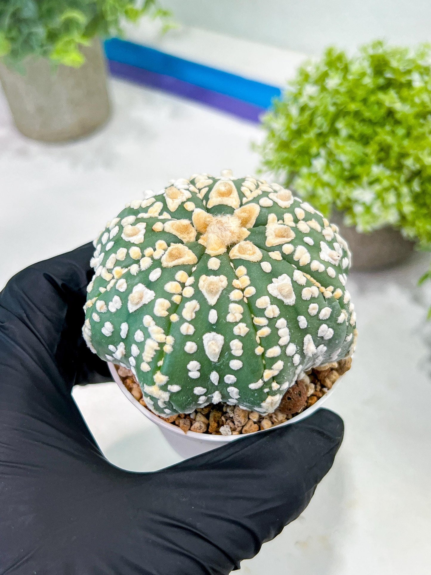 Custom Order- We’ll send you the exact live plant pictured (T2) (P2) | NEVADA Plant Seller | 3" Pot