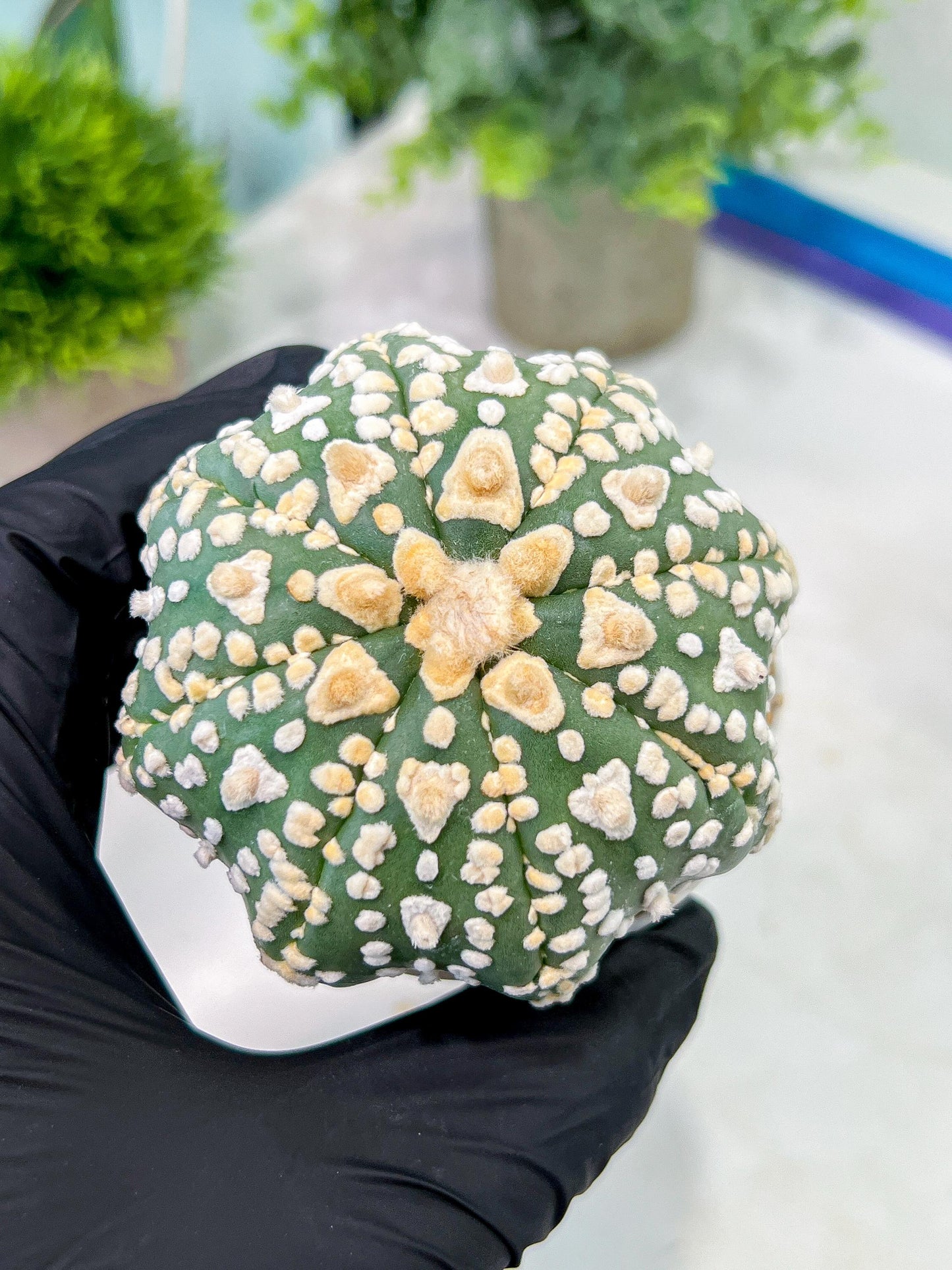Custom Order- We’ll send you the exact live plant pictured (T2) (P2) | NEVADA Plant Seller | 3" Pot