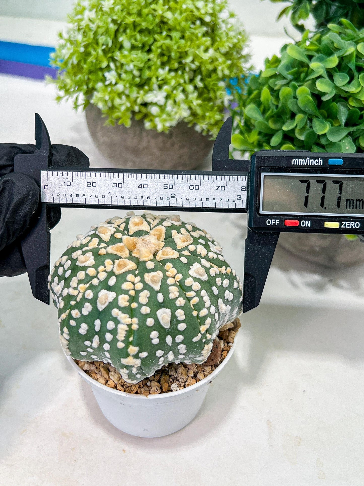 Custom Order- We’ll send you the exact live plant pictured (T2) (P2) | NEVADA Plant Seller | 3" Pot