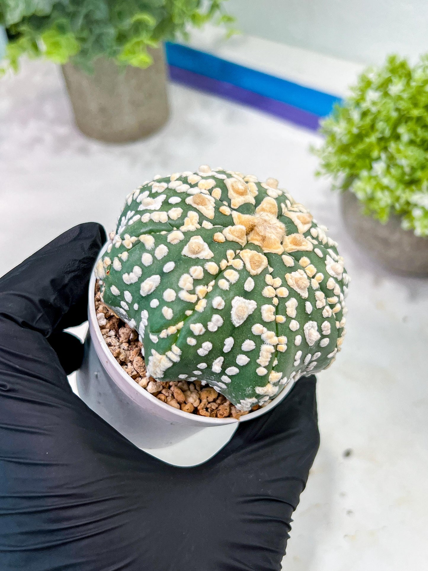 Custom Order- We’ll send you the exact live plant pictured (T2) (P2) | NEVADA Plant Seller | 3" Pot