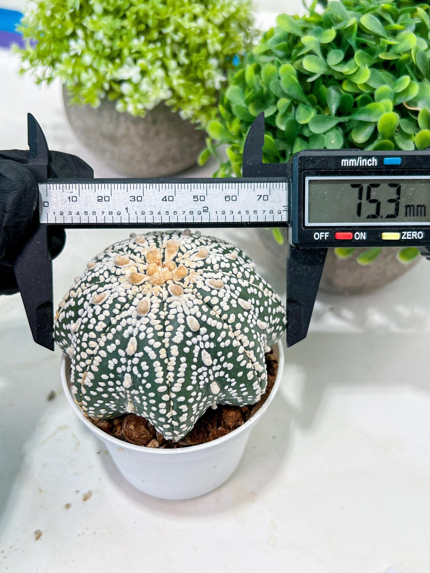 Custom Order- You will get the exact plant (T2) (P3) | USA Plant Seller | 3" Pot