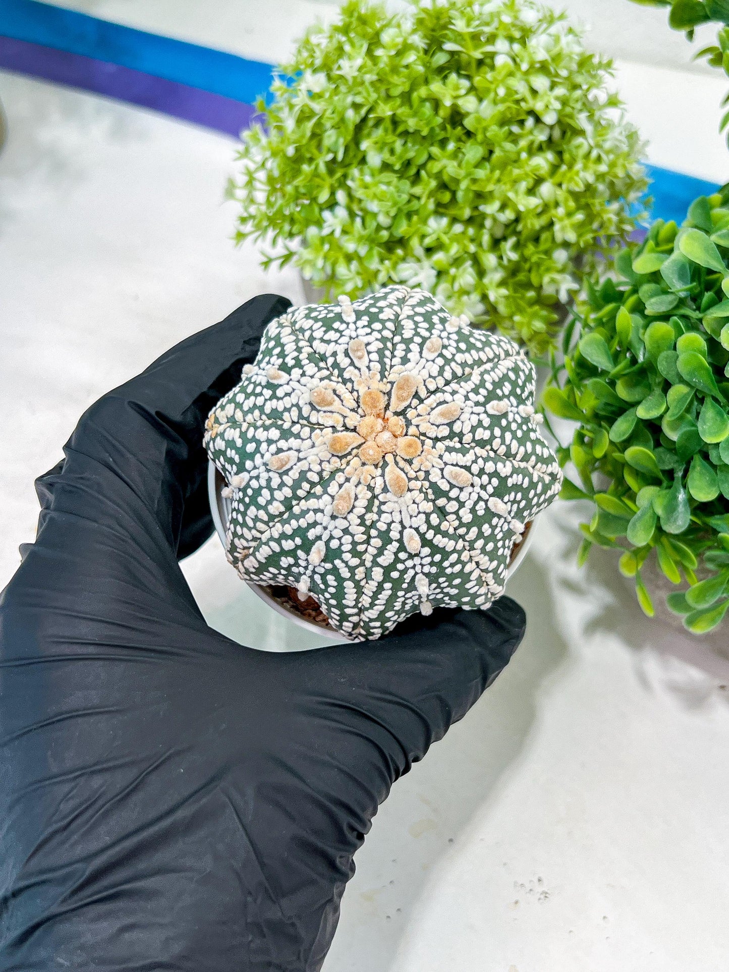 Custom Order- You will get the exact plant (T2) (P3) | USA Plant Seller | 3" Pot