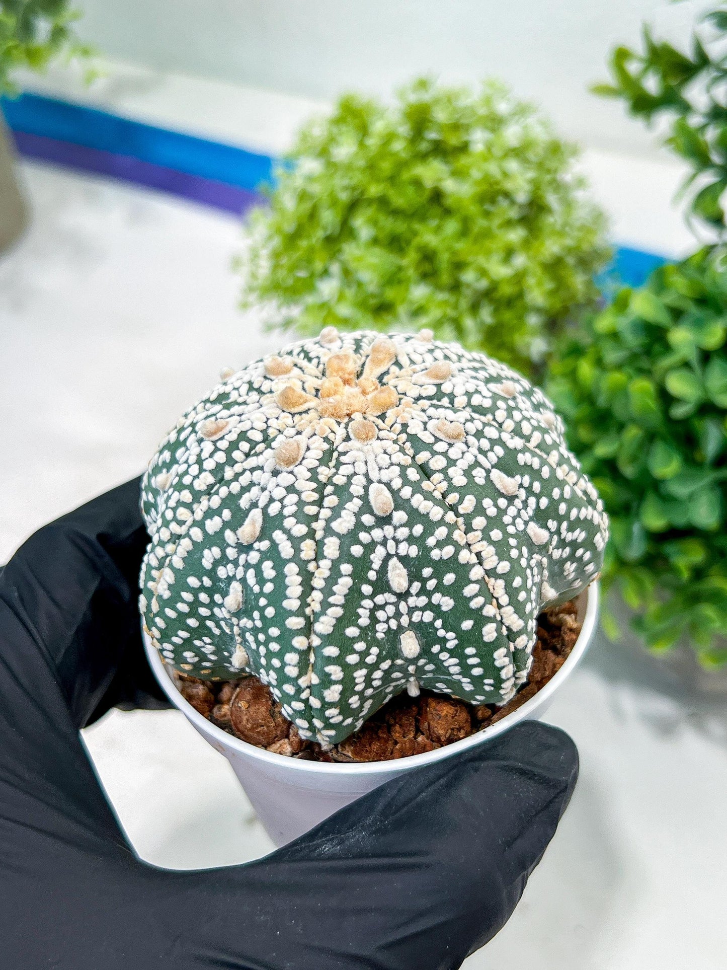 Custom Order- You will get the exact plant (T2) (P3) | USA Plant Seller | 3" Pot