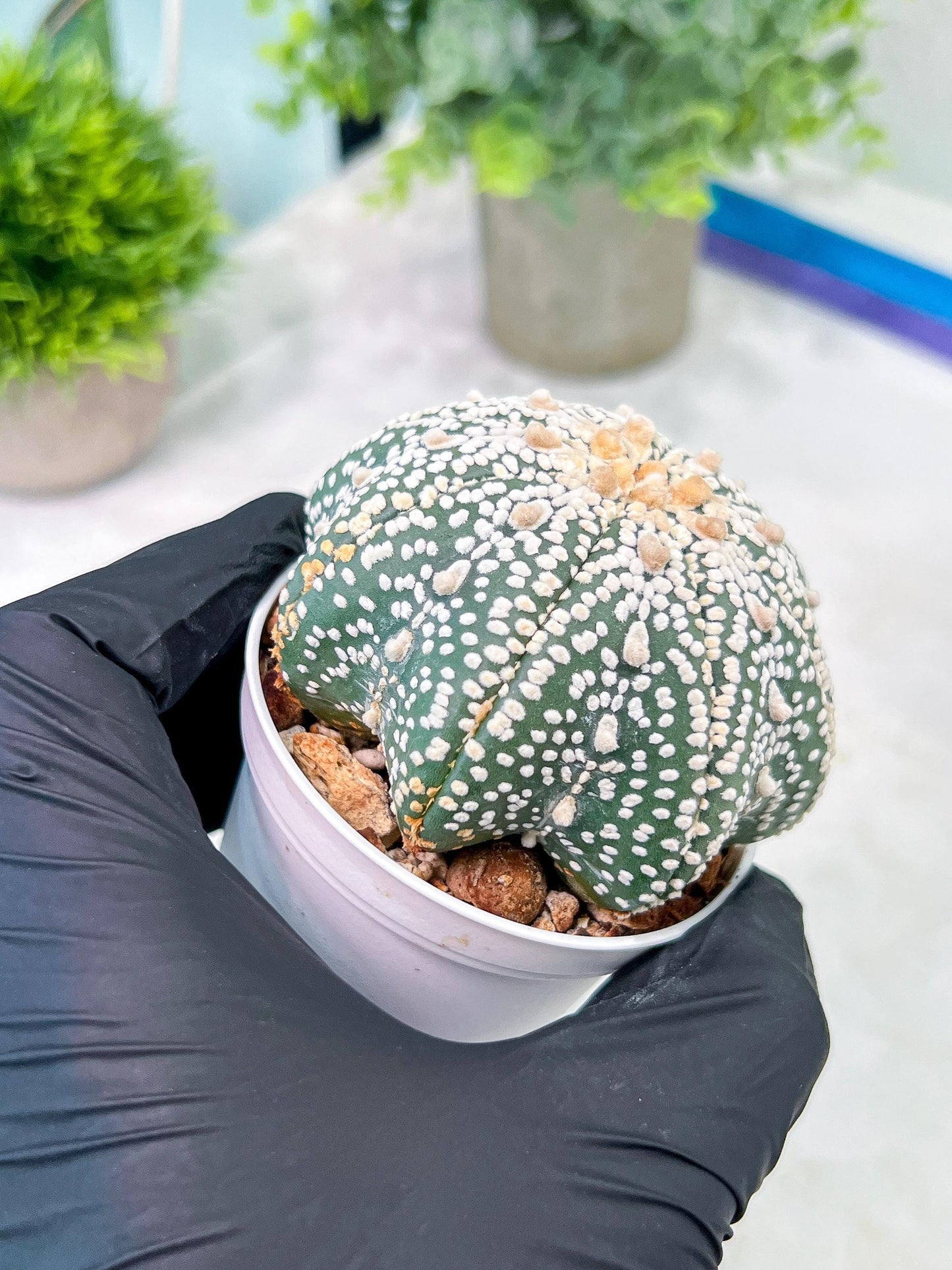 Custom Order- You will get the exact plant (T2) (P3) | USA Plant Seller | 3" Pot