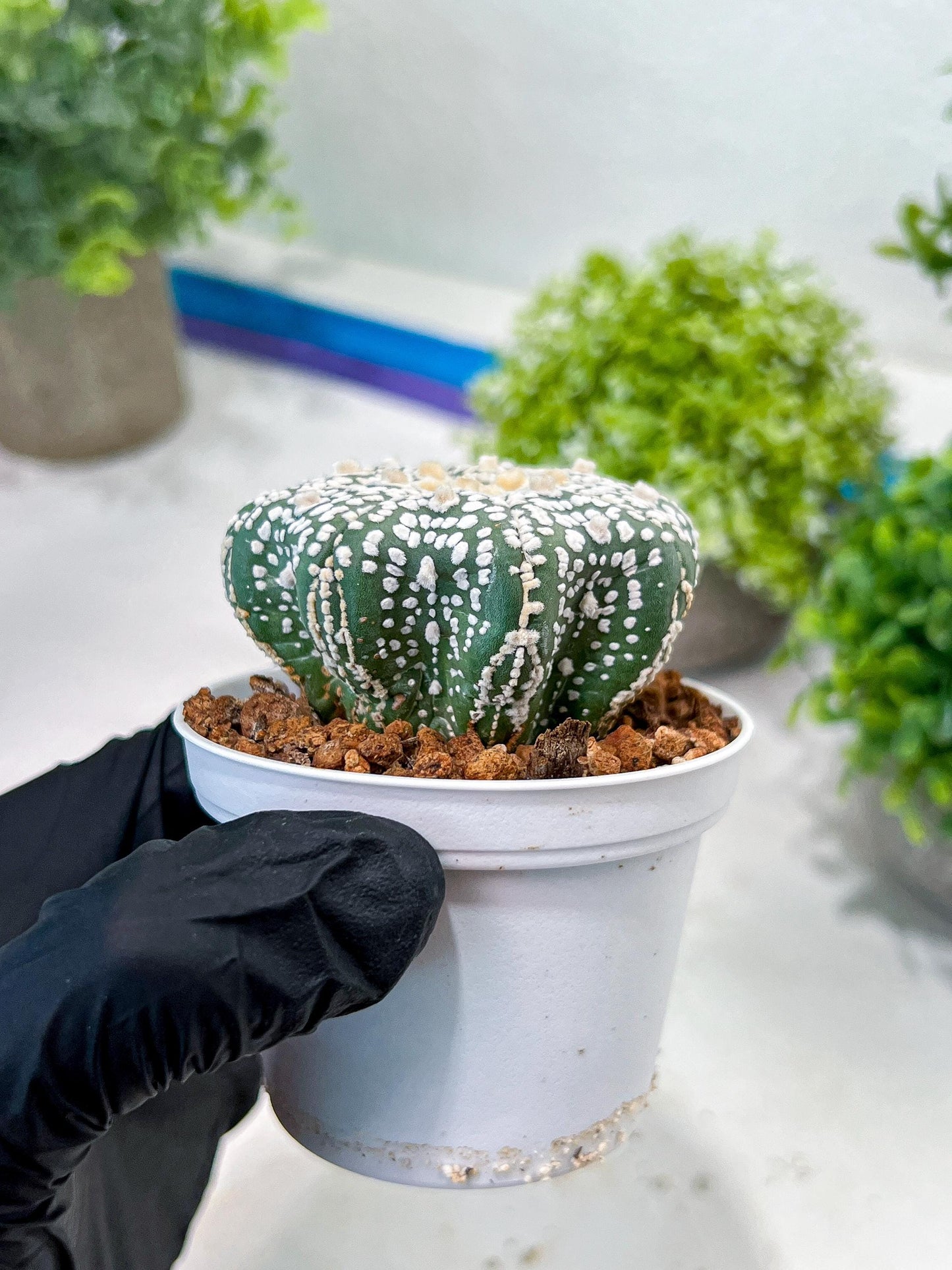 Custom Order- You'll receive the exact live plant (T2) (P4) | Las Vegas Plant | 3" Pot