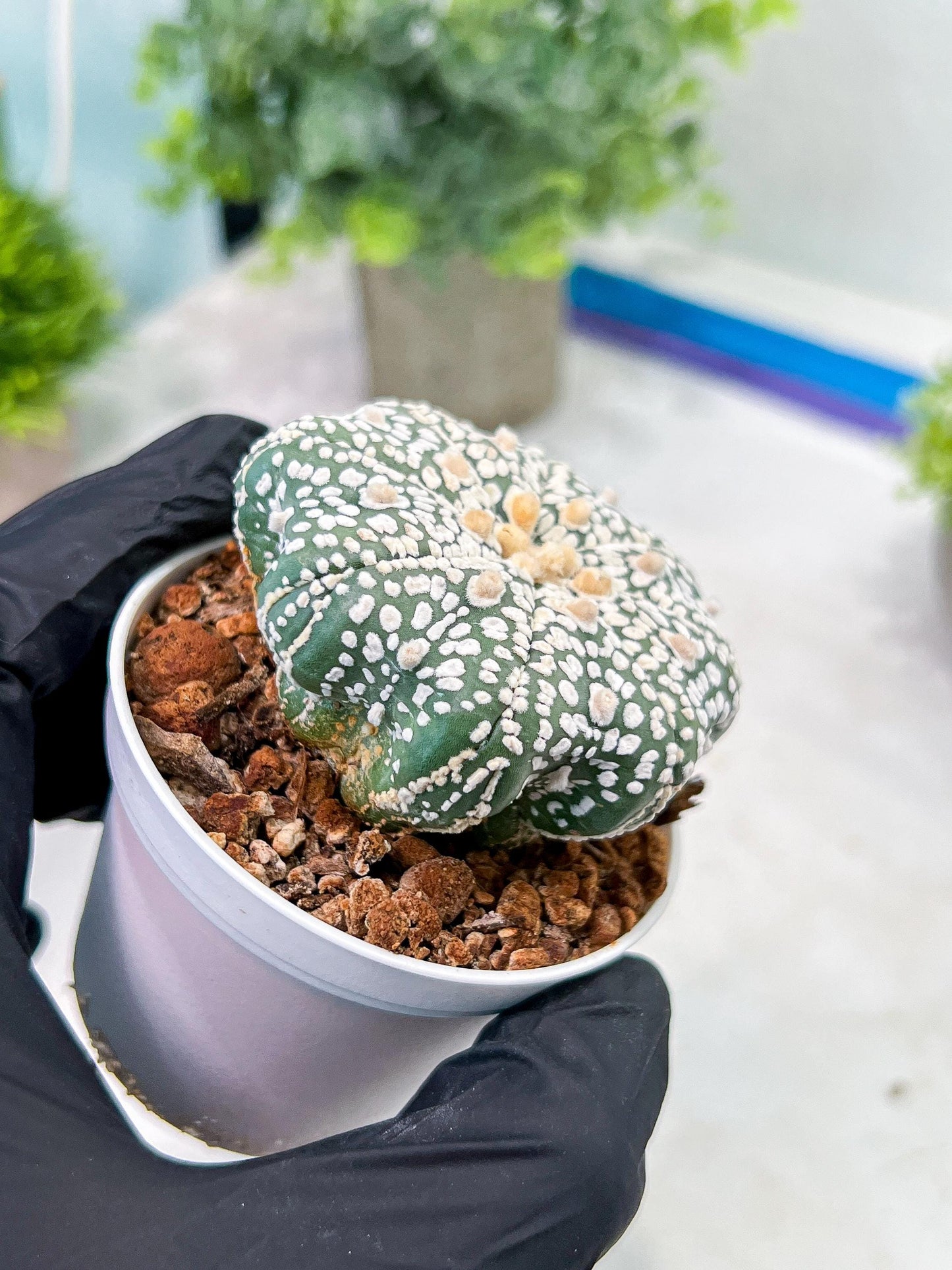 Custom Order- You'll receive the exact live plant (T2) (P4) | Las Vegas Plant | 3" Pot