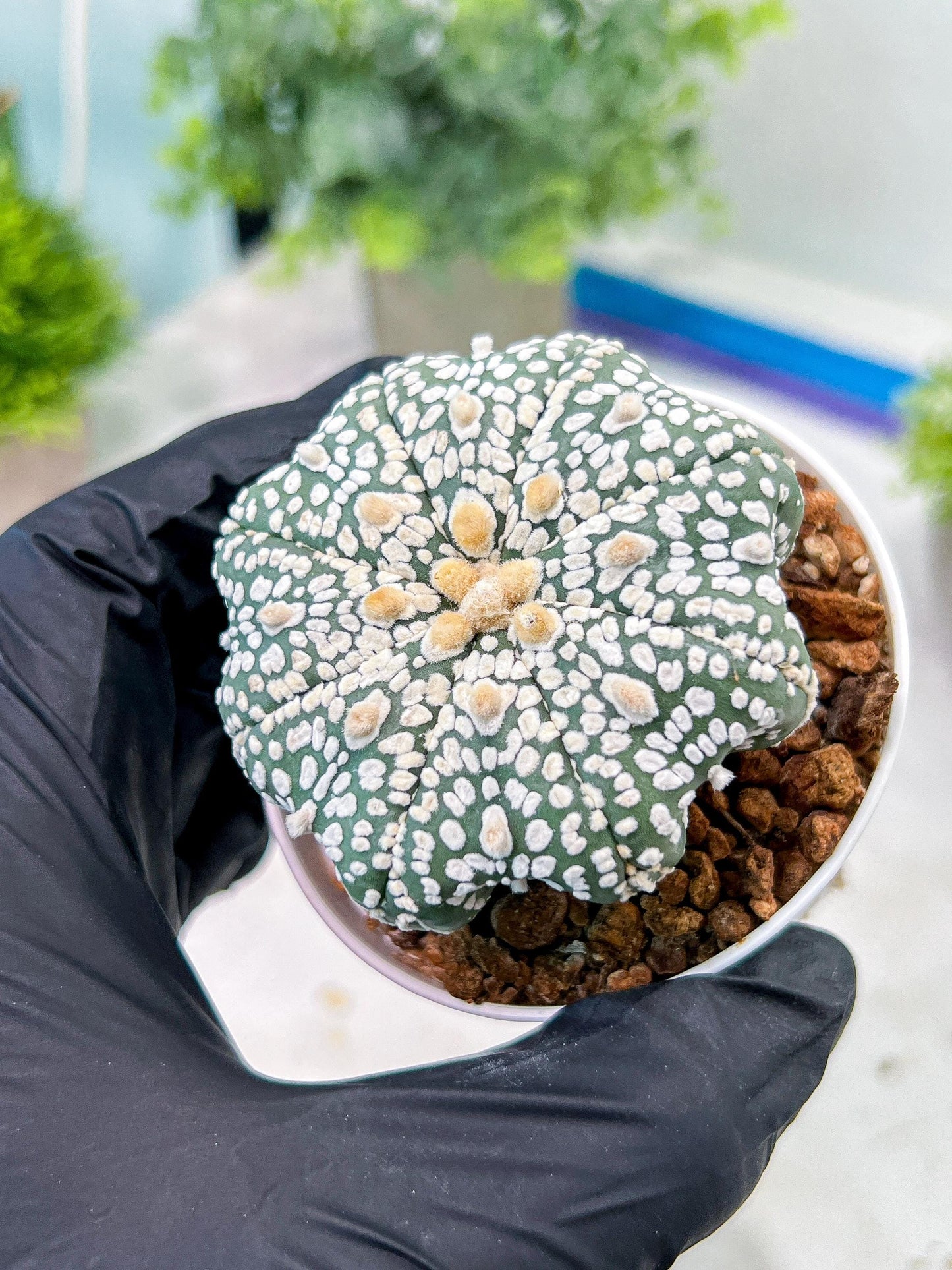 Custom Order- You'll receive the exact live plant (T2) (P4) | Las Vegas Plant | 3" Pot