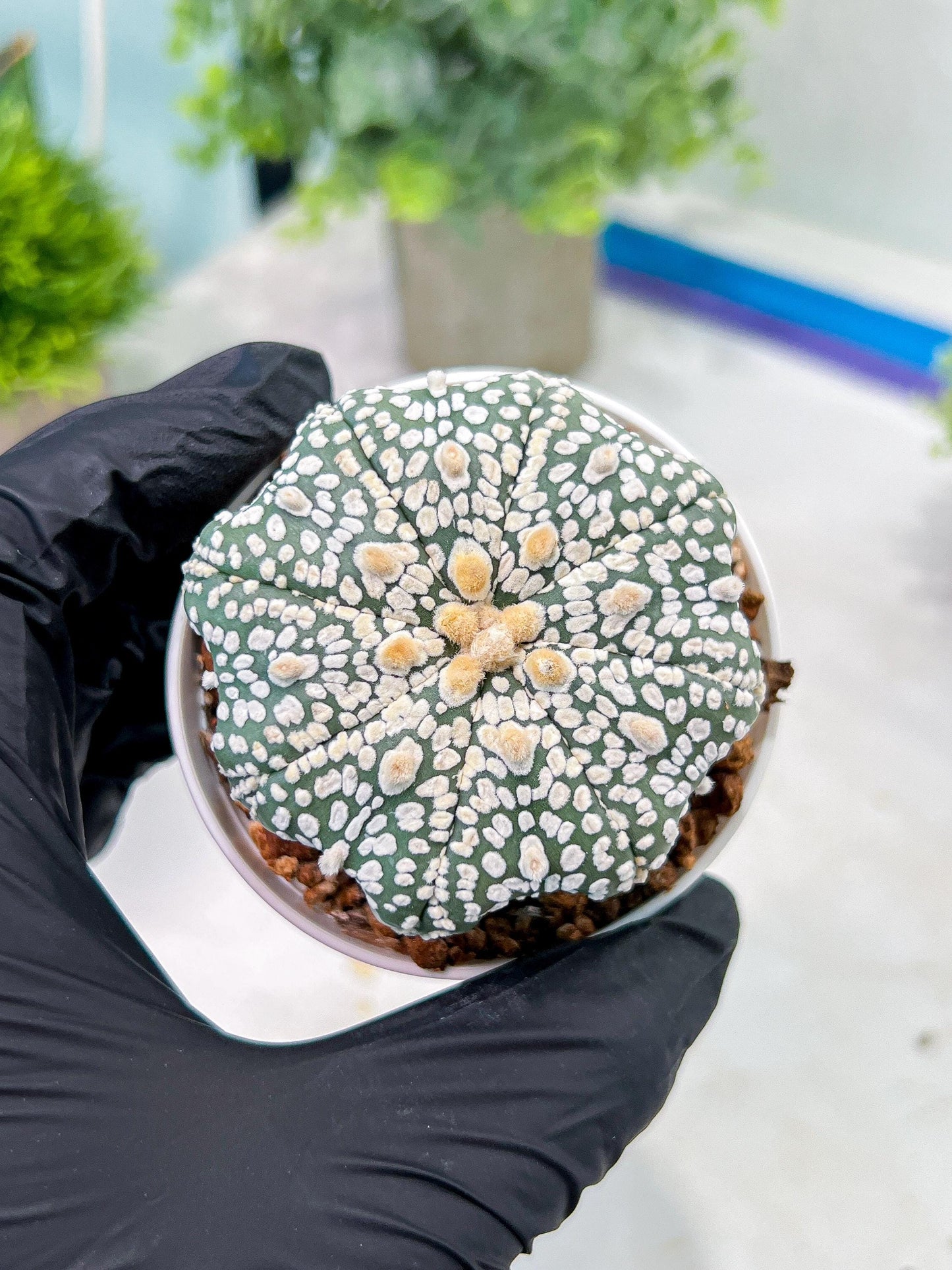 Custom Order- You'll receive the exact live plant (T2) (P4) | Las Vegas Plant | 3" Pot