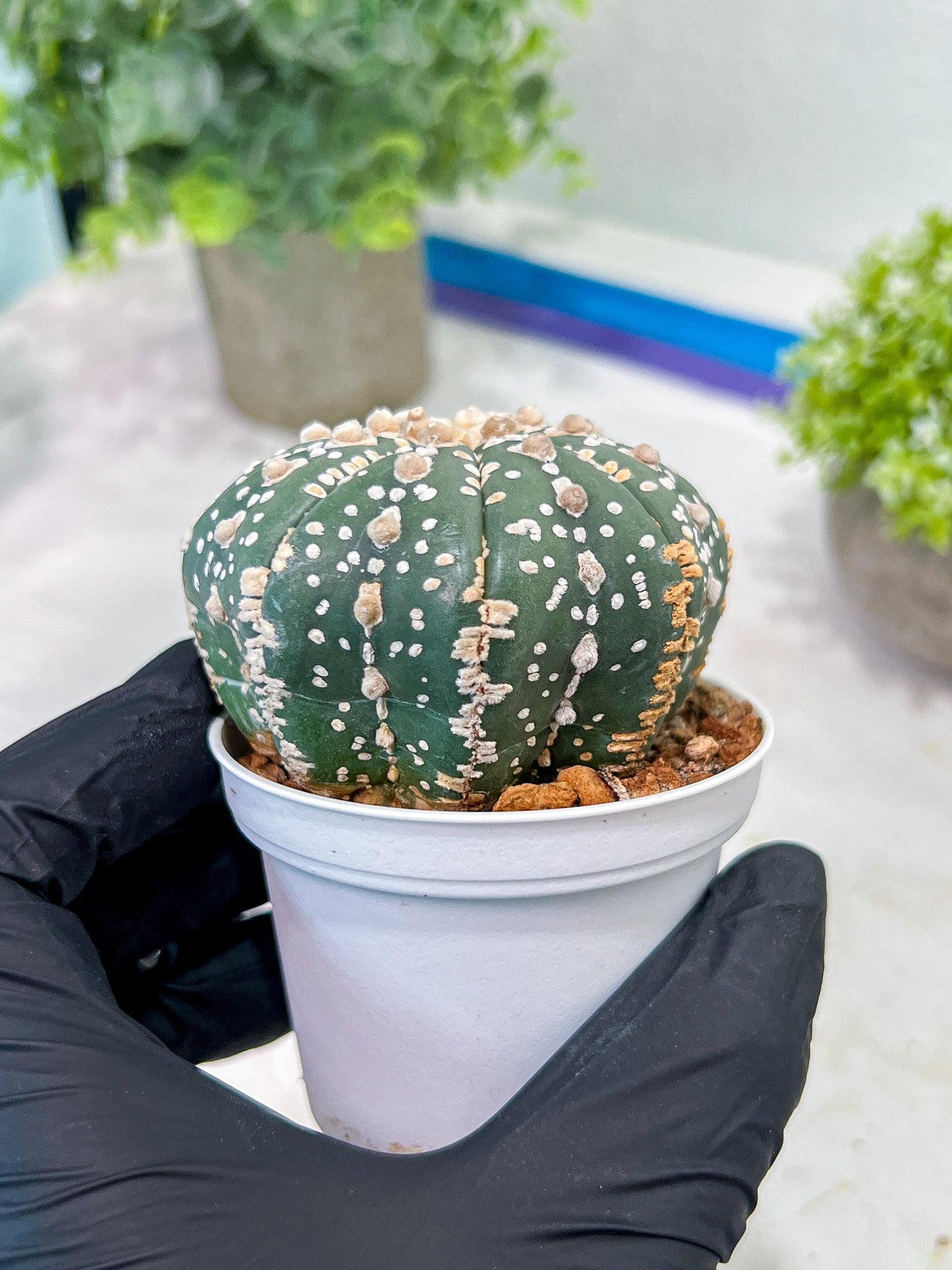 Custom Order- You'll receive the exact live plant (T2) (P5) | USA Plant Seller | 3" Pot