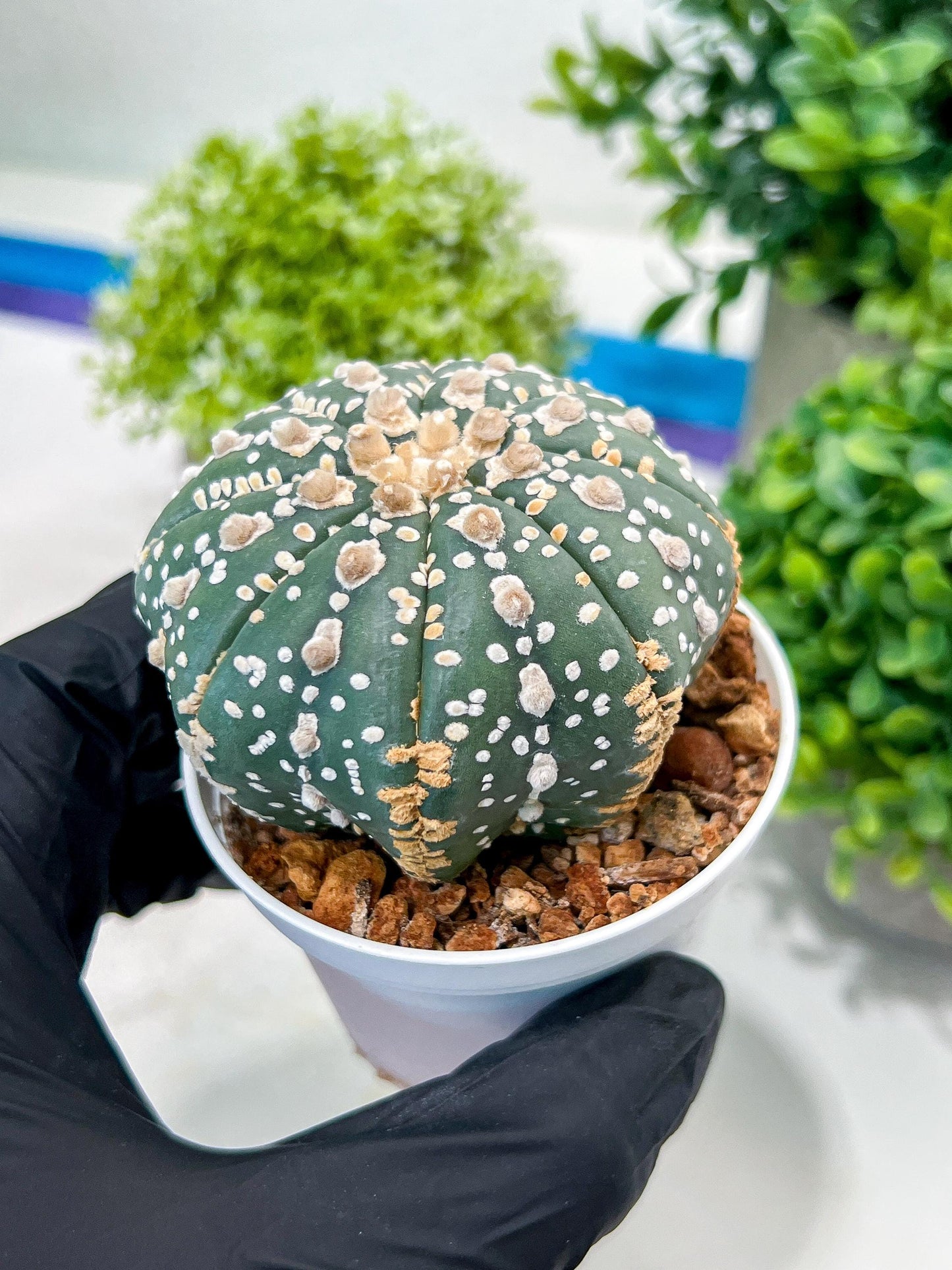 Custom Order- You'll receive the exact live plant (T2) (P5) | USA Plant Seller | 3" Pot