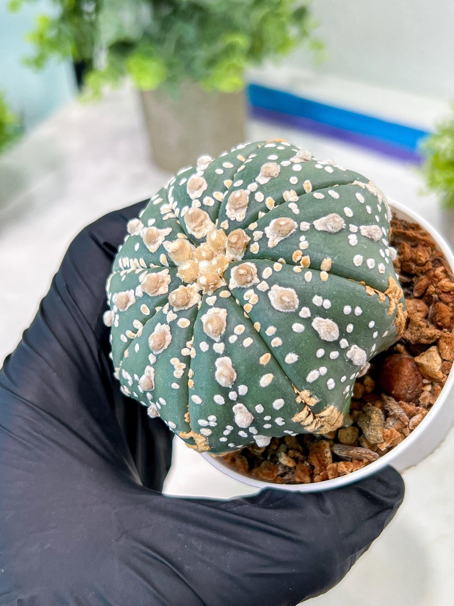 Custom Order- You'll receive the exact live plant (T2) (P5) | USA Plant Seller | 3" Pot