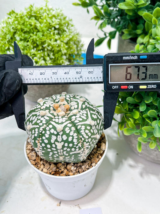 Custom Order- You'll receive the exact live plant (T2) (P6) | NEVADA Plant Shop | 3" Pot