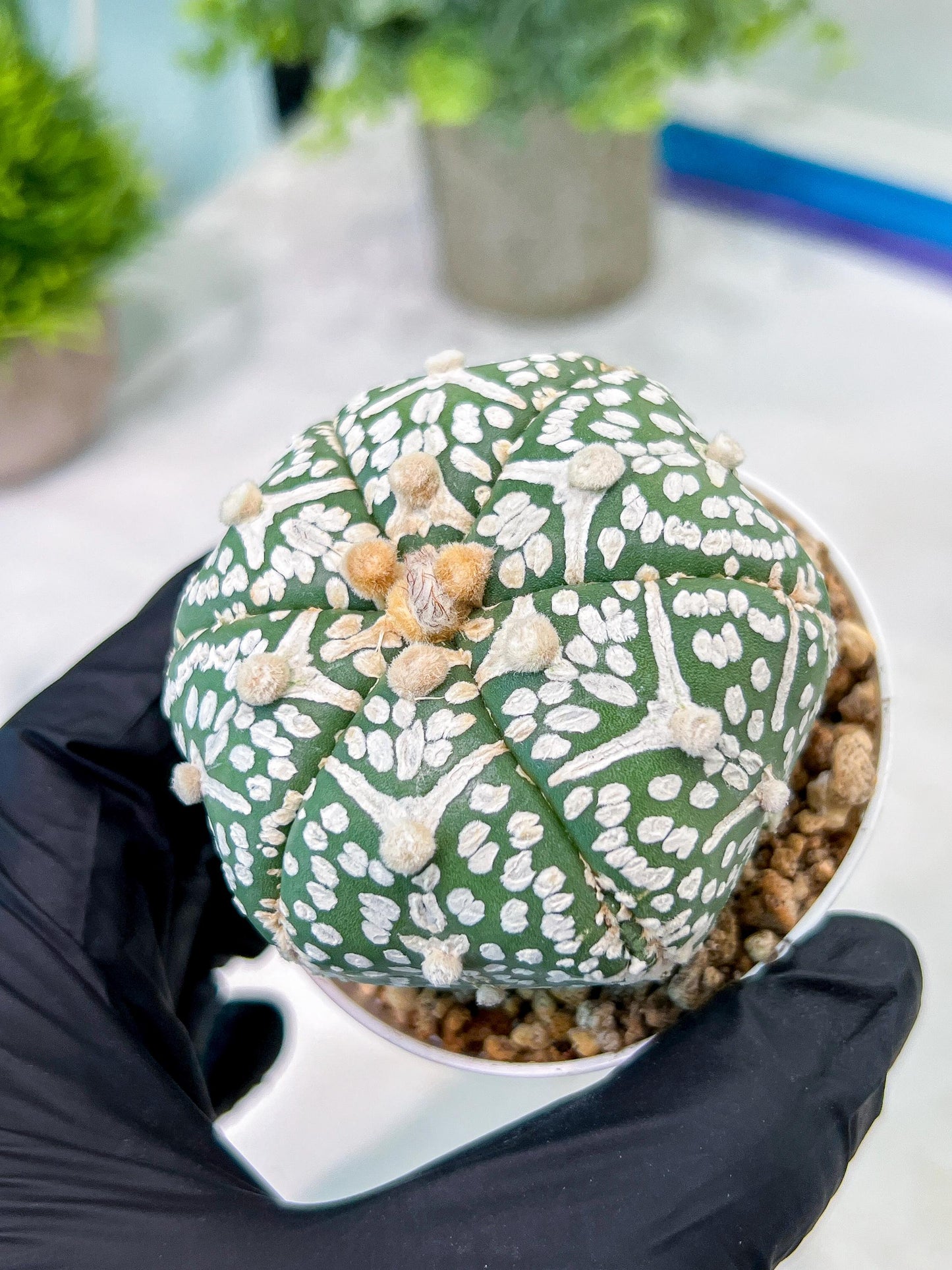 Custom Order- You'll receive the exact live plant (T2) (P6) | NEVADA Plant Shop | 3" Pot
