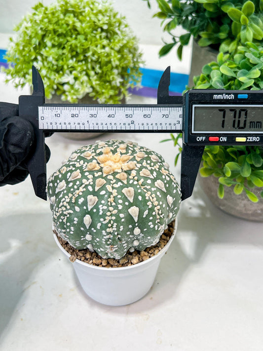 Custom Order- You'll receive the exact live plant (T2) (P7) | NEVADA Seller | 3" Pot