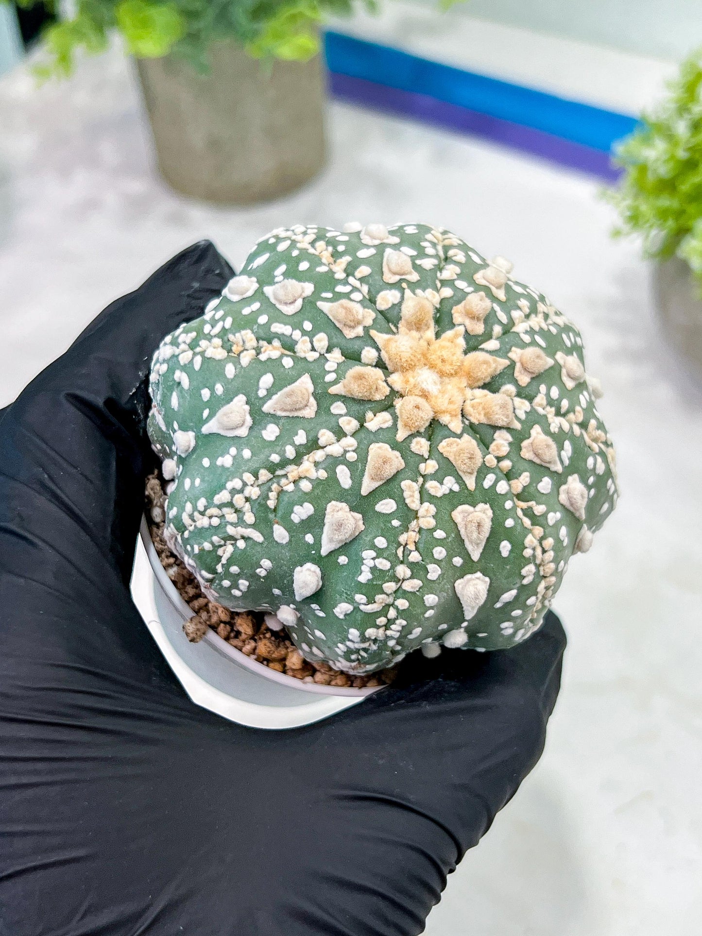 Custom Order- You'll receive the exact live plant (T2) (P7) | NEVADA Seller | 3" Pot