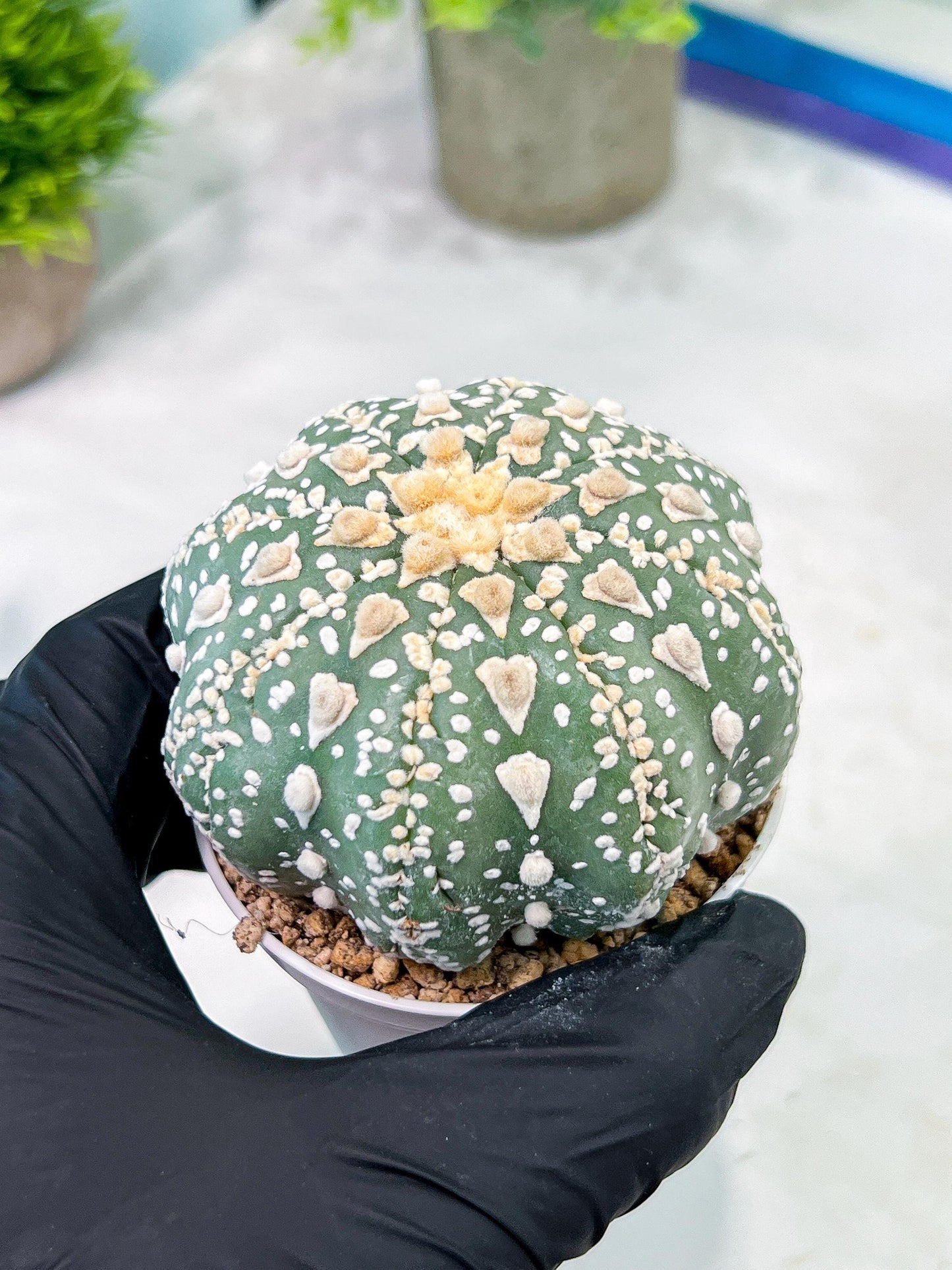 Custom Order- You'll receive the exact live plant (T2) (P7) | NEVADA Seller | 3" Pot