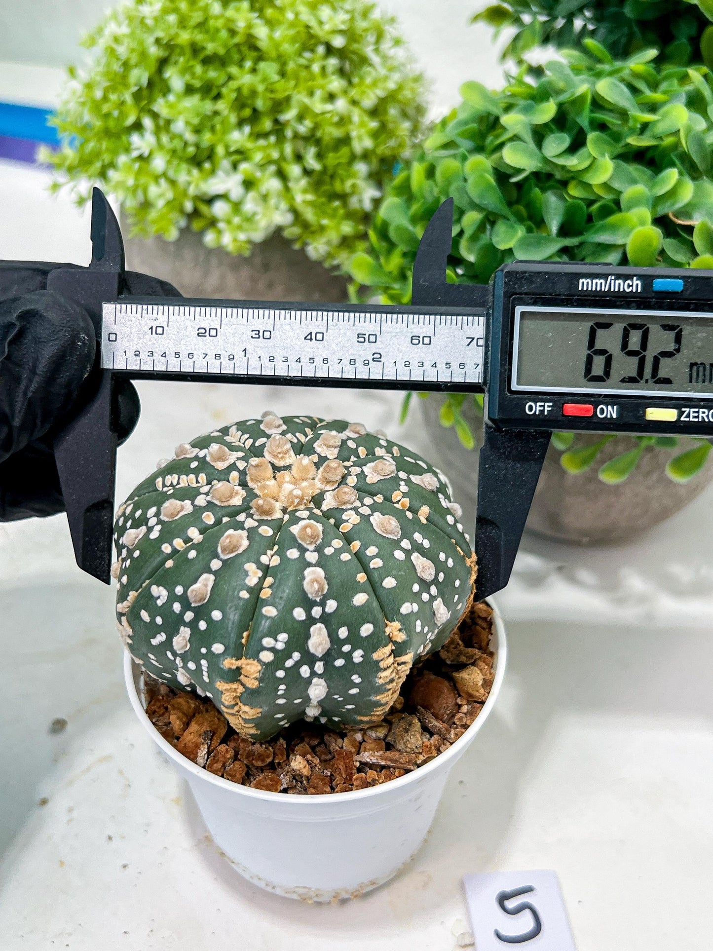 Custom Order- You'll receive the exact live plant (T2) (P5) | USA Plant Seller | 3" Pot
