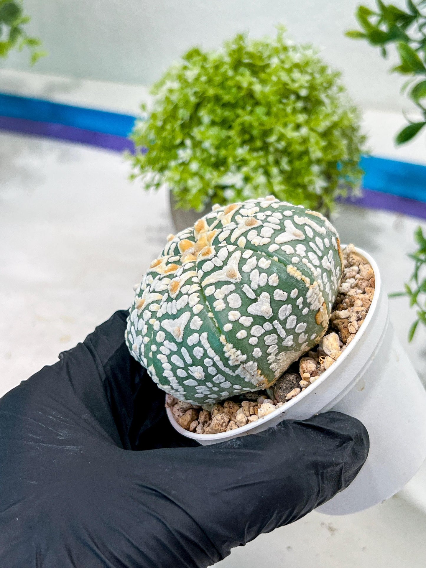 Custom Order- We’ll send you the exact live plant pictured (T2) (Y1) | NEVADA Plant Seller | 3" Pot