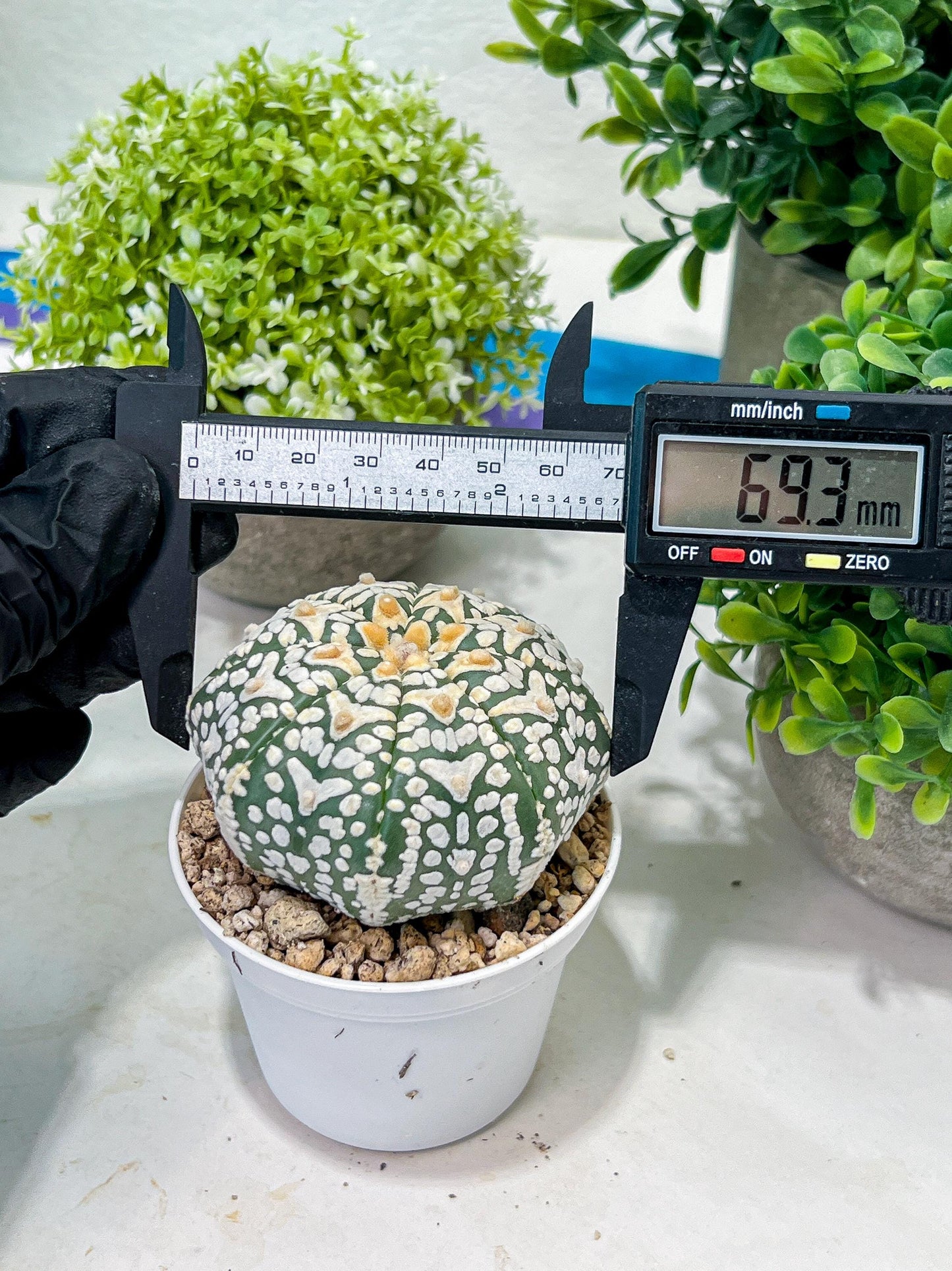 Custom Order- We’ll send you the exact live plant pictured (T2) (Y1) | NEVADA Plant Seller | 3" Pot