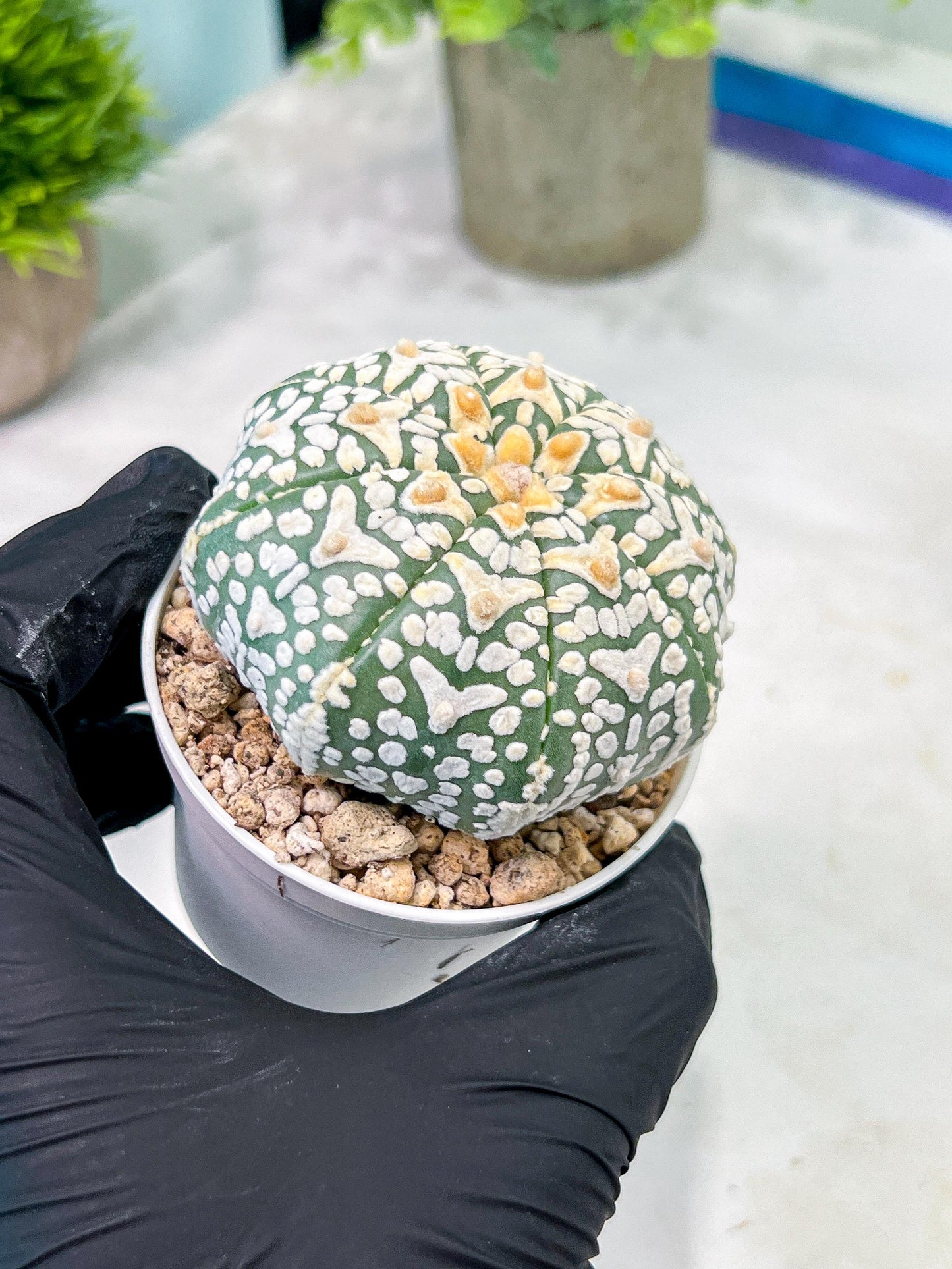 Custom Order- We’ll send you the exact live plant pictured (T2) (Y1) | NEVADA Plant Seller | 3" Pot