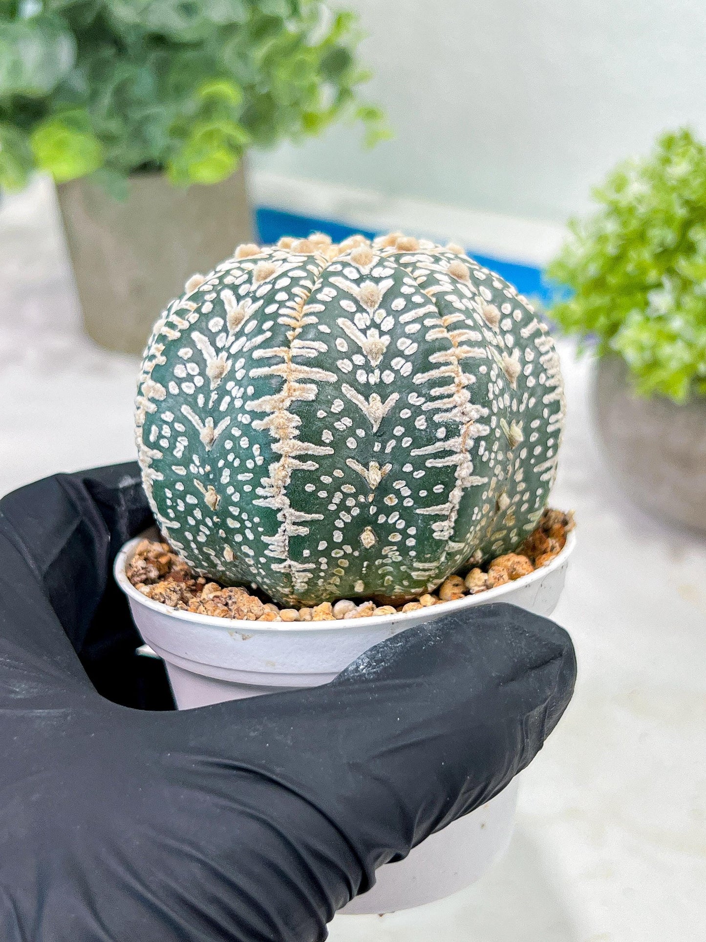 Custom Order- You'll receive the exact live plant (T2) (Y2) | Las Vegas Seller | 3" Pot