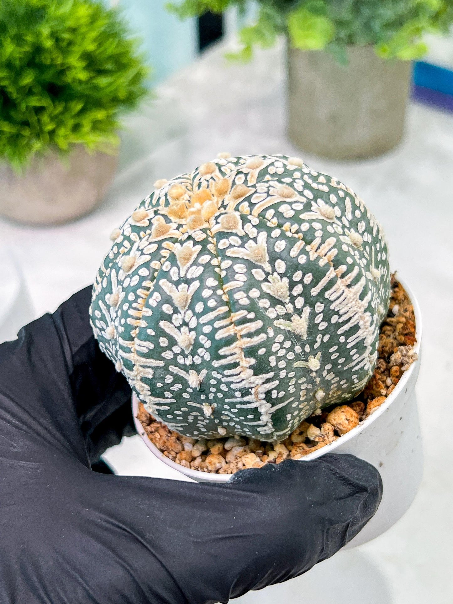 Custom Order- You'll receive the exact live plant (T2) (Y2) | Las Vegas Seller | 3" Pot