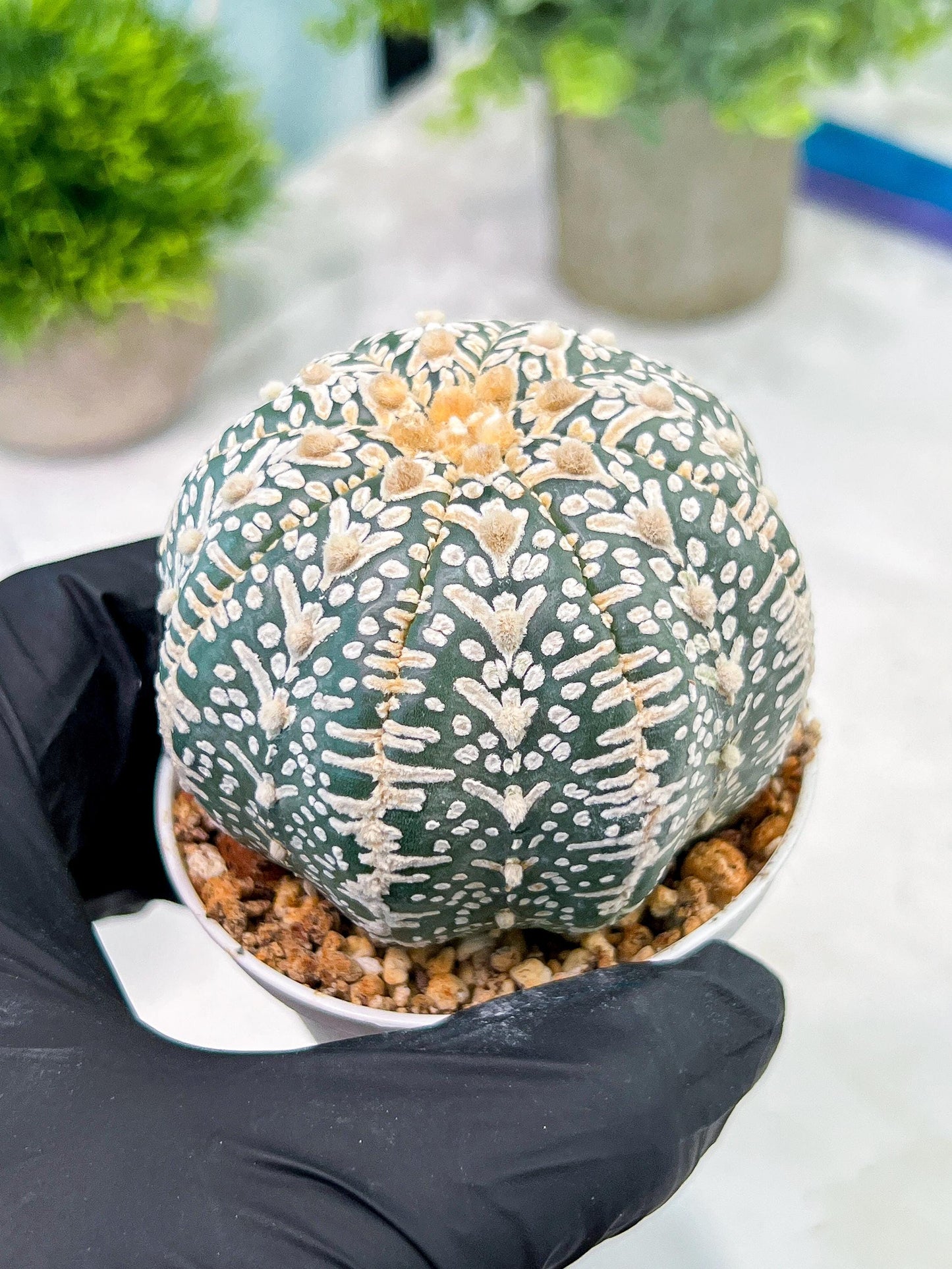 Custom Order- You'll receive the exact live plant (T2) (Y2) | Las Vegas Seller | 3" Pot