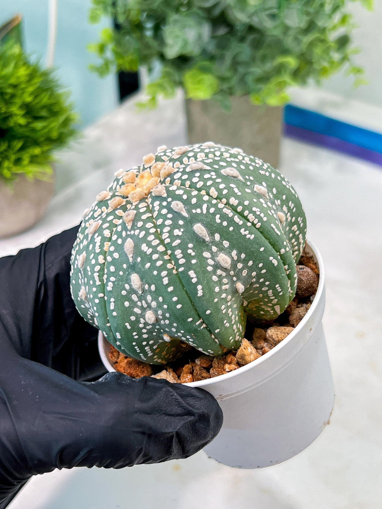 Custom Order- You will get the exact plant (T2) (Y3) | USA Plant Seller | 3" Pot