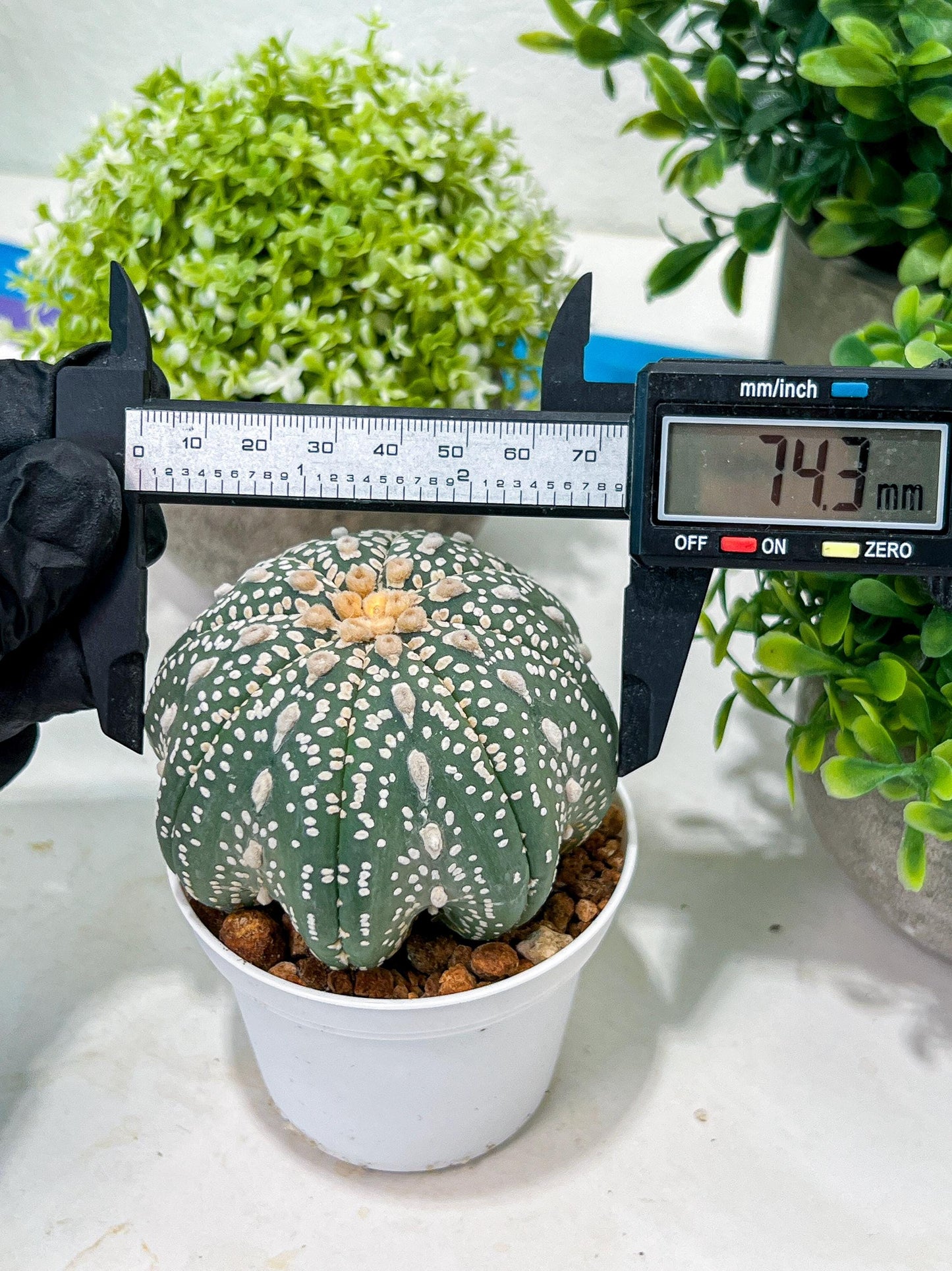 Custom Order- You will get the exact plant (T2) (Y3) | USA Plant Seller | 3" Pot