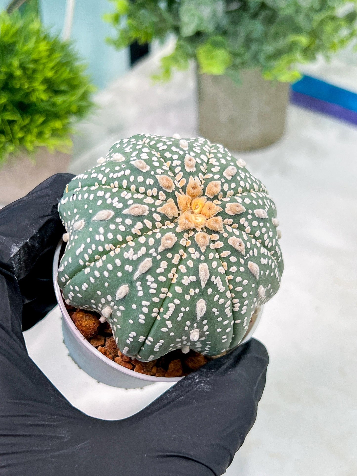 Custom Order- You will get the exact plant (T2) (Y3) | USA Plant Seller | 3" Pot