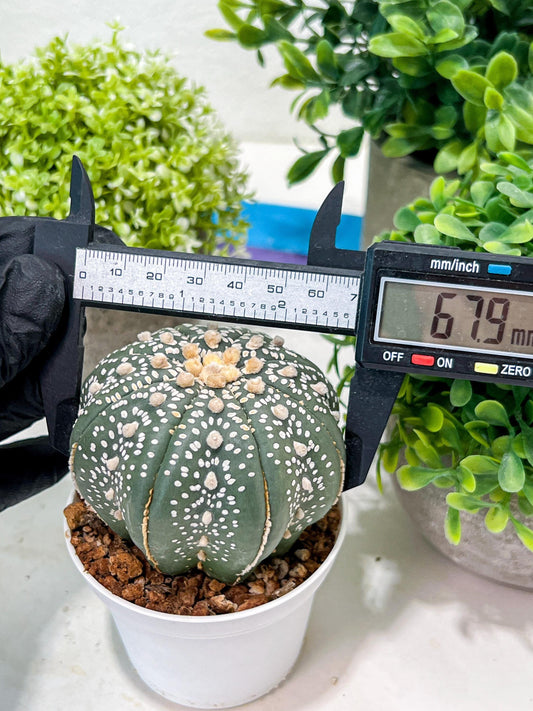 Custom Order- You'll receive the exact live plant (T2) (Y4) | Las Vegas Plant | 3" Pot