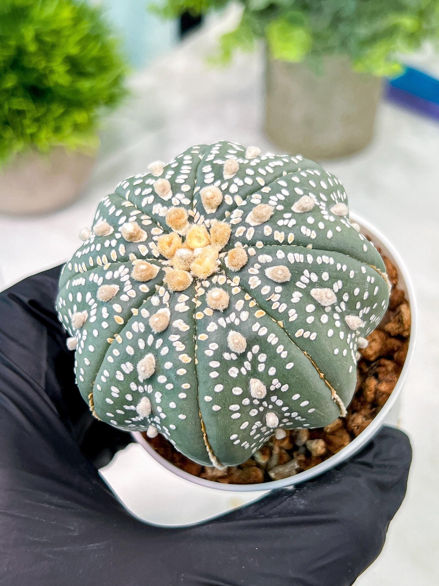 Custom Order- You'll receive the exact live plant (T2) (Y4) | Las Vegas Plant | 3" Pot