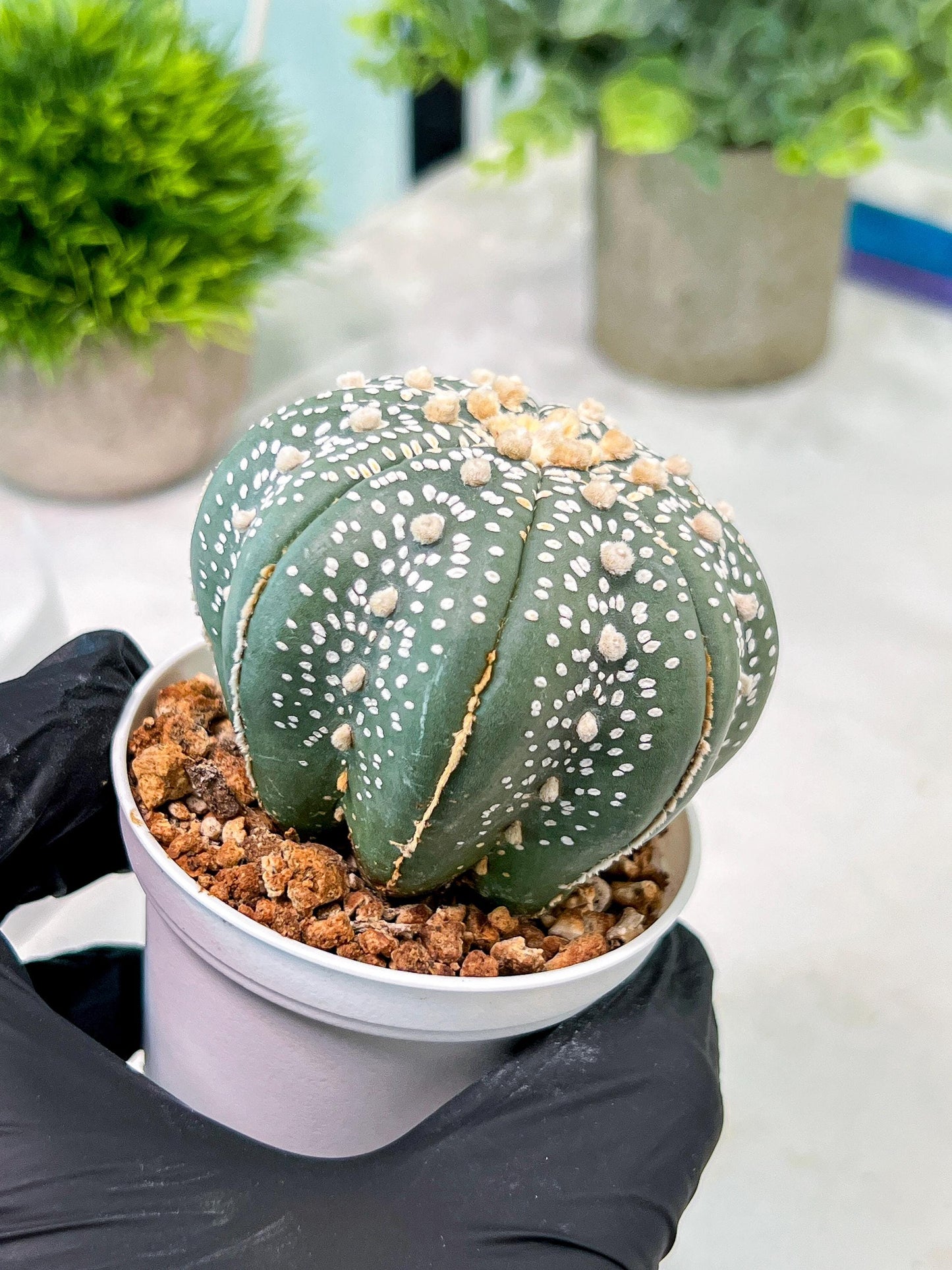 Custom Order- You'll receive the exact live plant (T2) (Y4) | Las Vegas Plant | 3" Pot