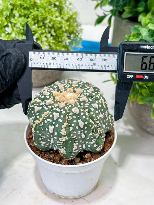 Custom Order- You'll receive the exact live plant (T2) (Y5) | USA Plant Seller | 3" Pot