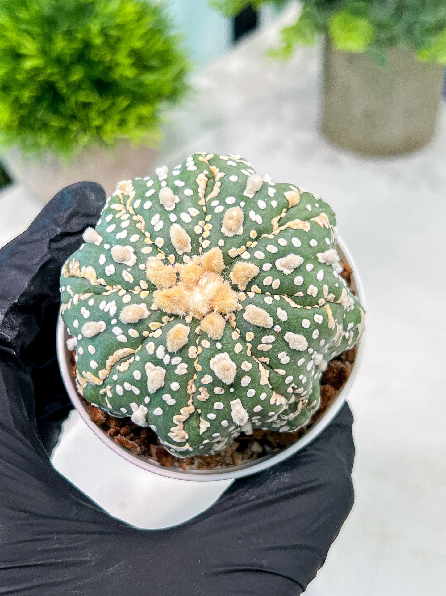 Custom Order- You'll receive the exact live plant (T2) (Y5) | USA Plant Seller | 3" Pot