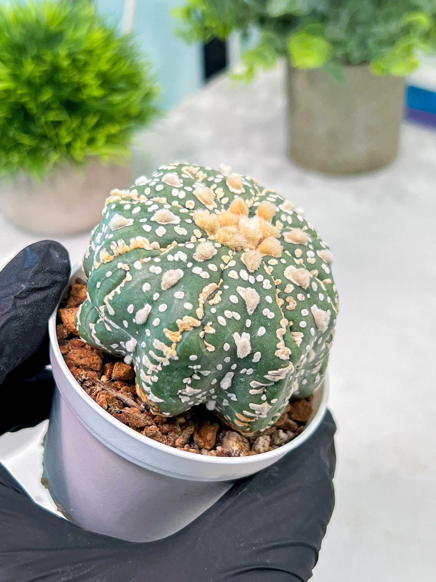 Custom Order- You'll receive the exact live plant (T2) (Y5) | USA Plant Seller | 3" Pot