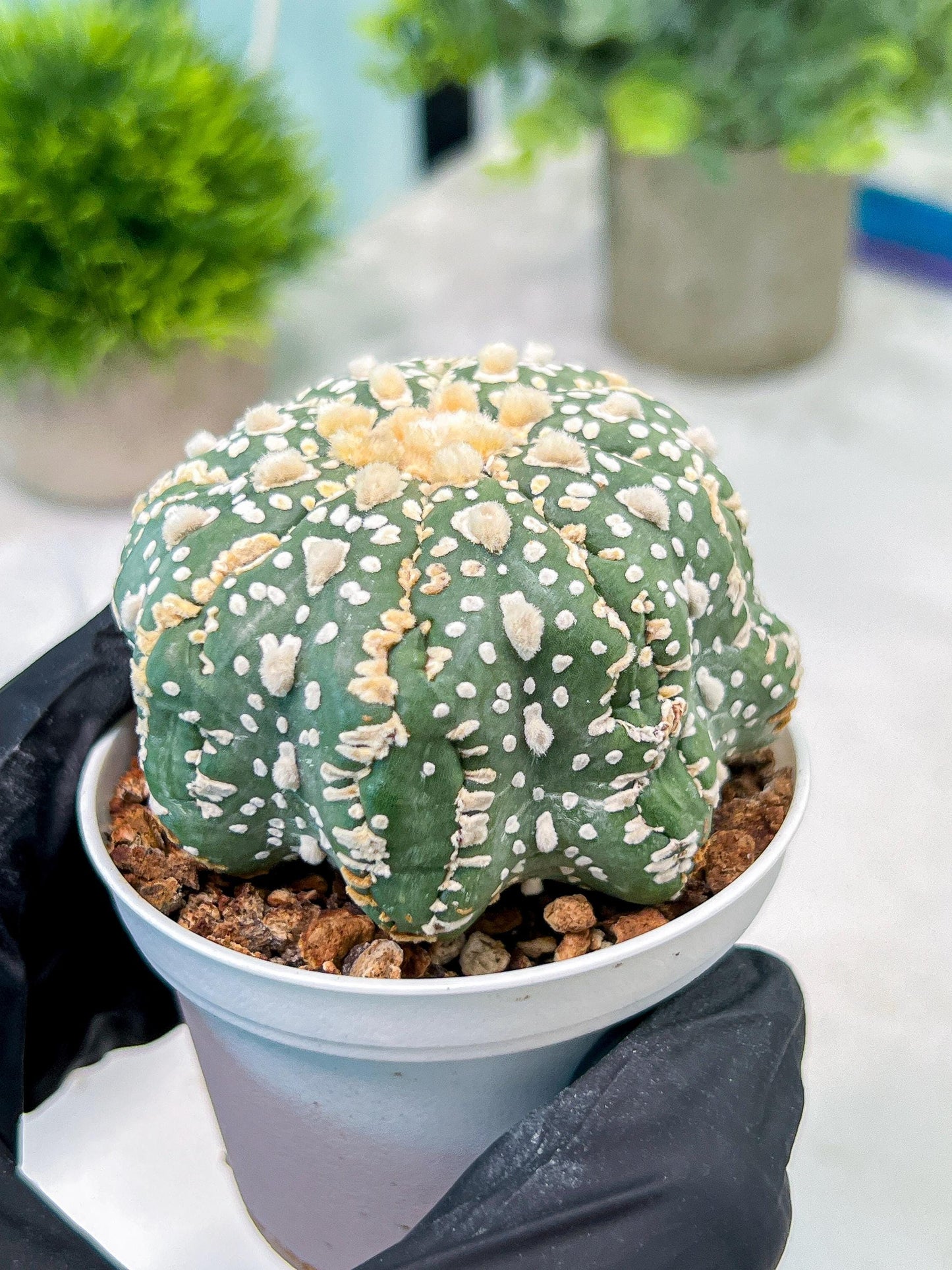 Custom Order- You'll receive the exact live plant (T2) (Y5) | USA Plant Seller | 3" Pot