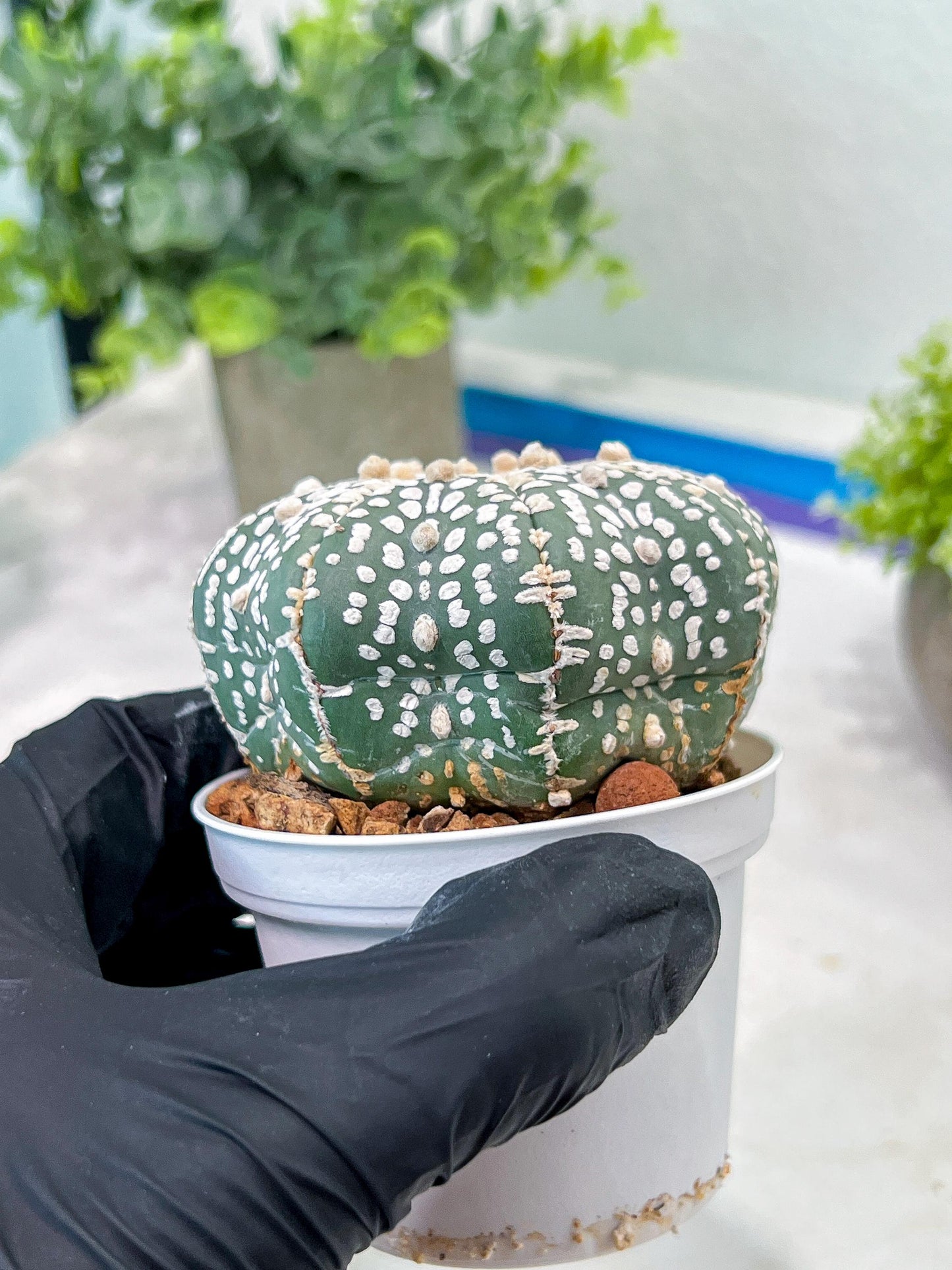 Custom Order- You'll receive the exact live plant (T2) (Y6) | NEVADA Plant Shop | 3" Pot