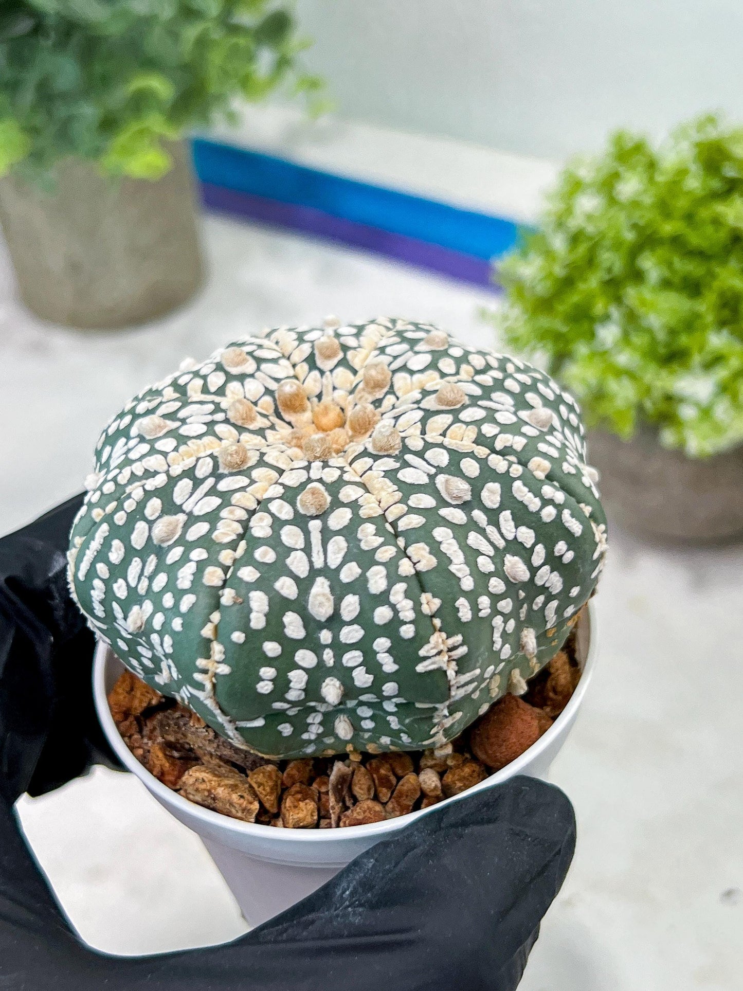 Custom Order- You'll receive the exact live plant (T2) (Y6) | NEVADA Plant Shop | 3" Pot